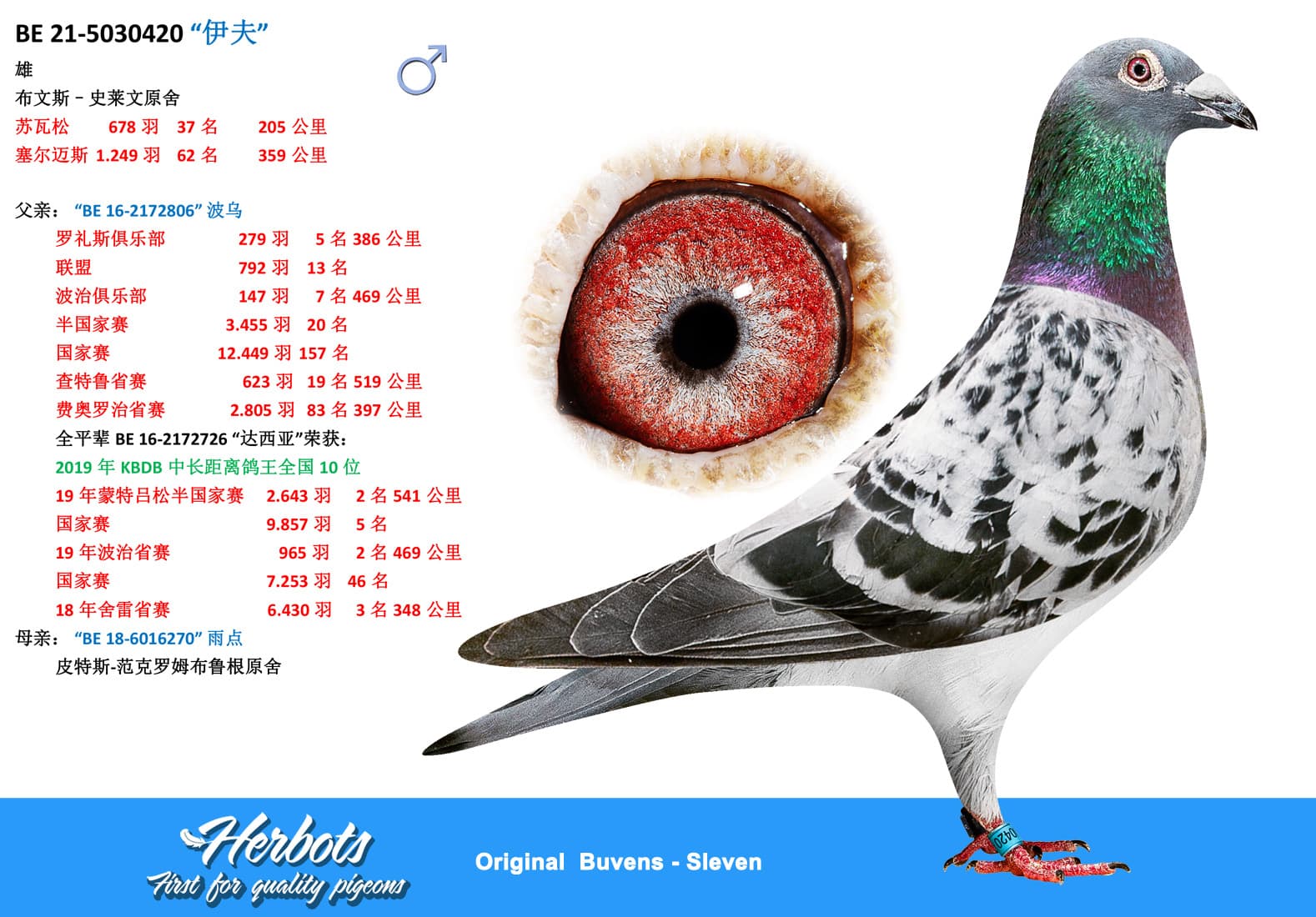 pigeon: undefined