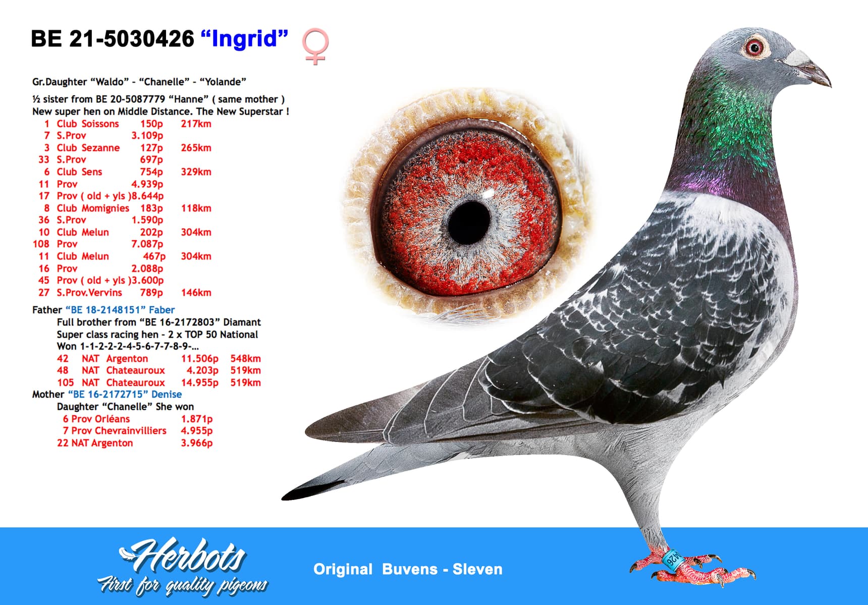 pigeon: undefined