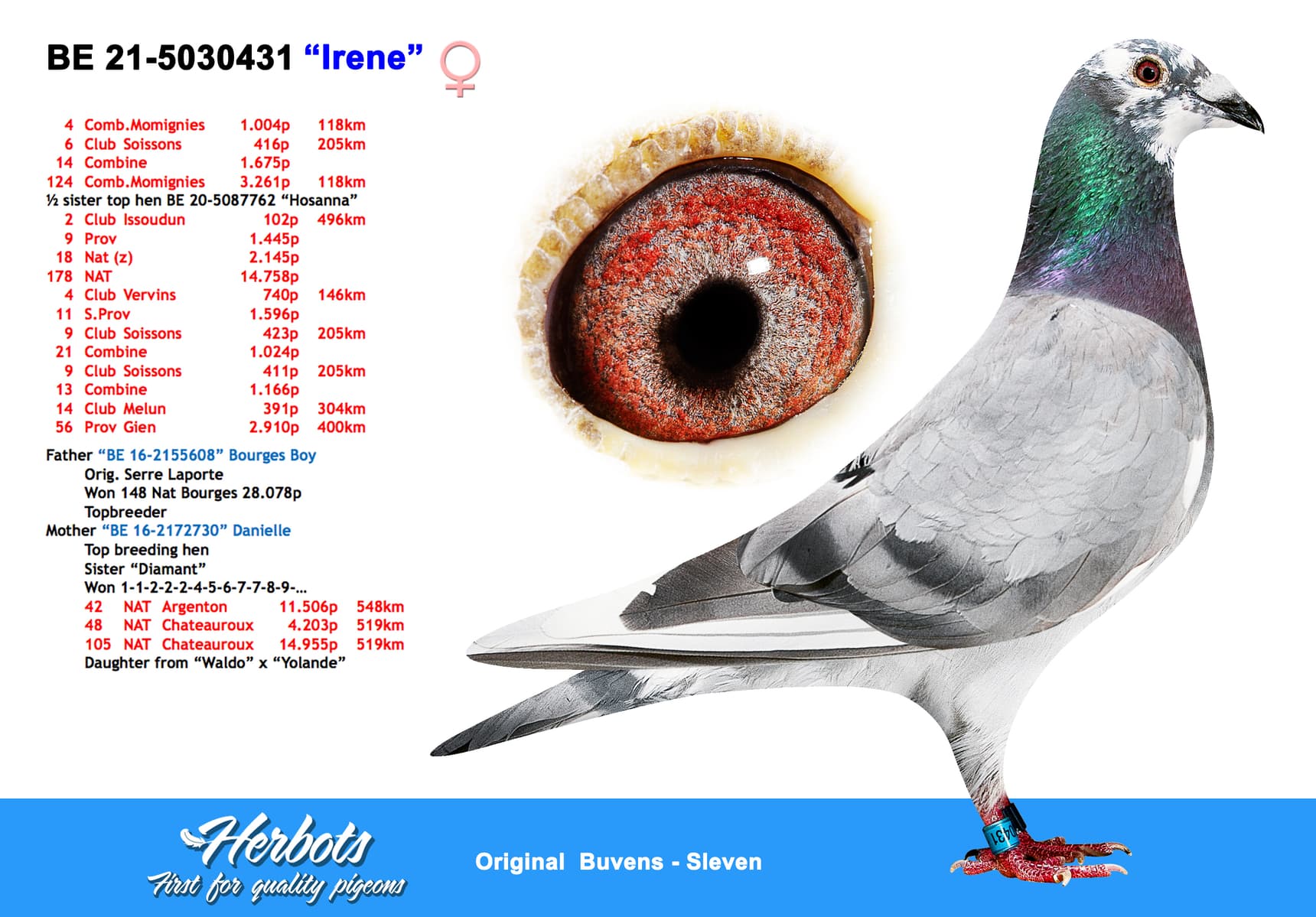 pigeon: undefined
