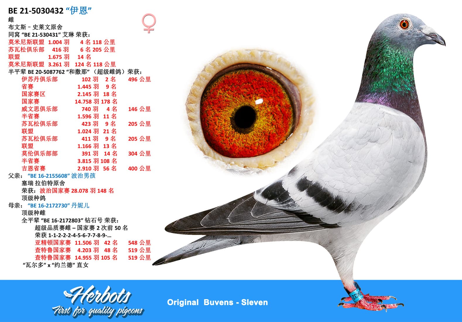pigeon: undefined