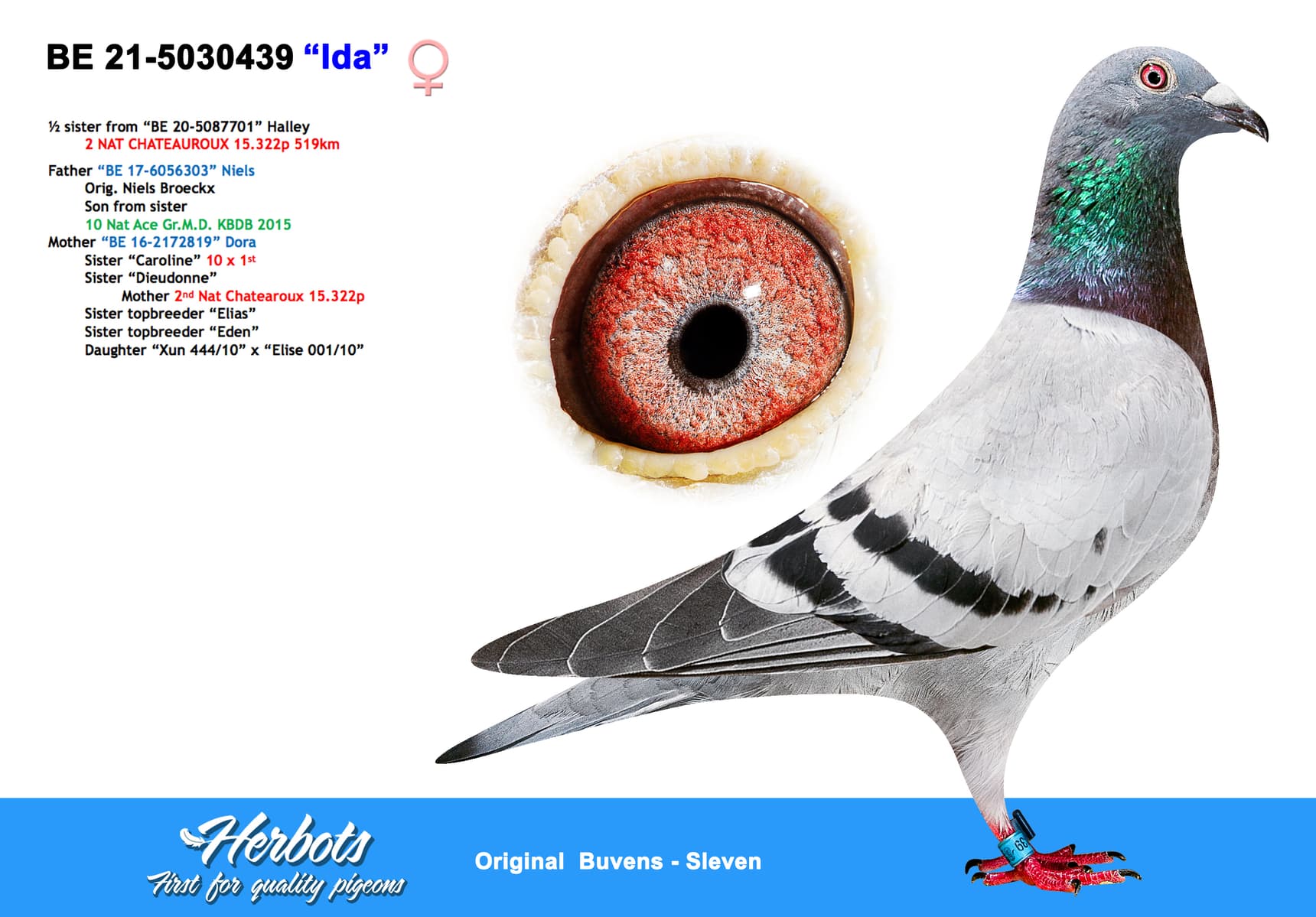pigeon: undefined