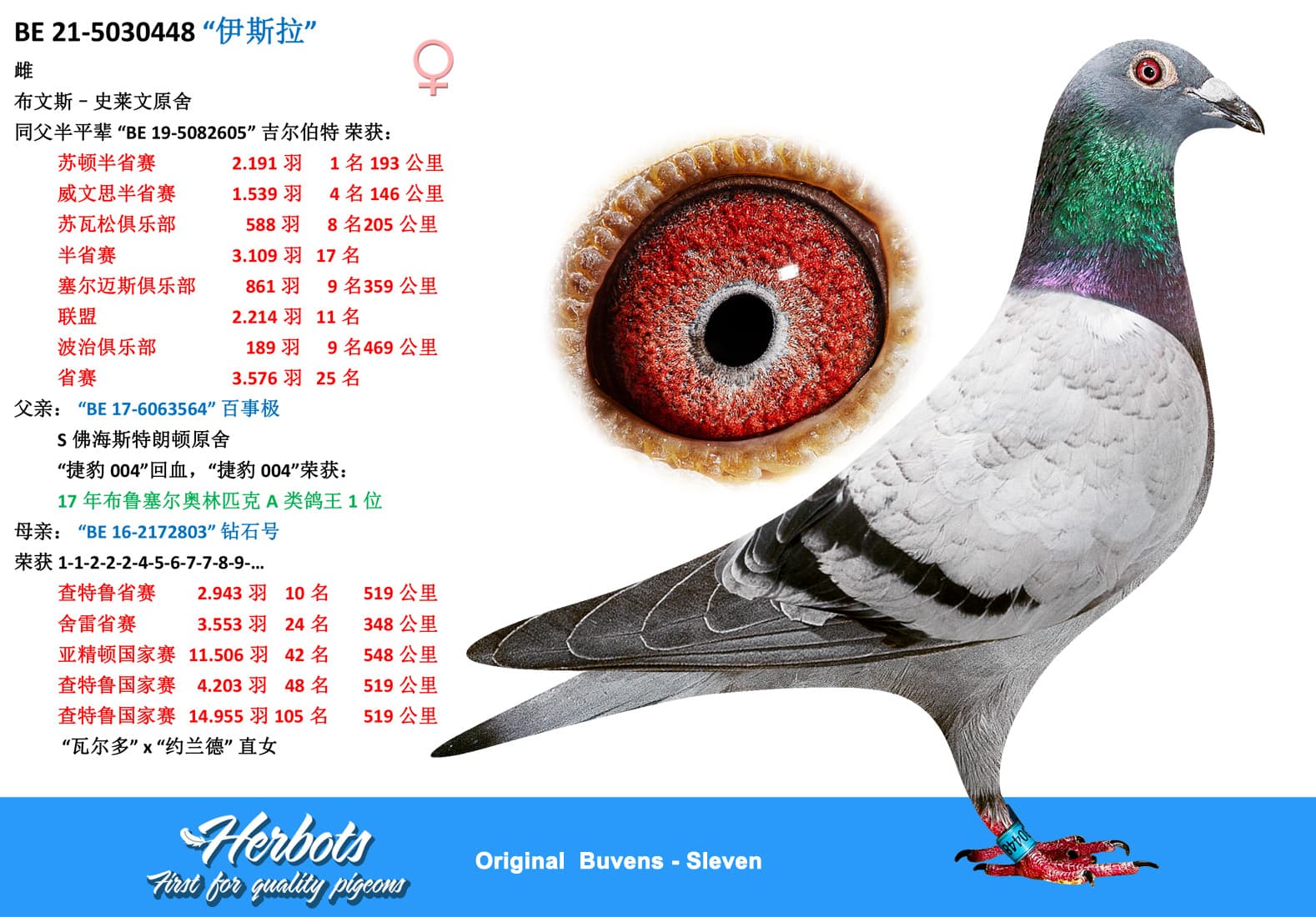pigeon: “伊斯拉”