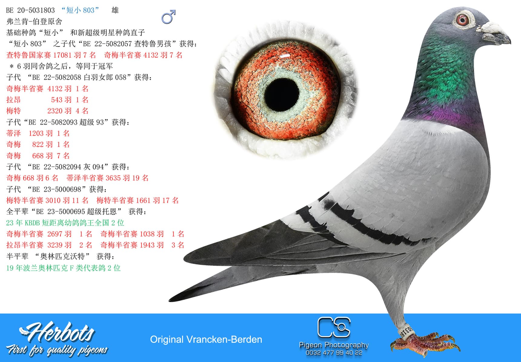 pigeon: undefined