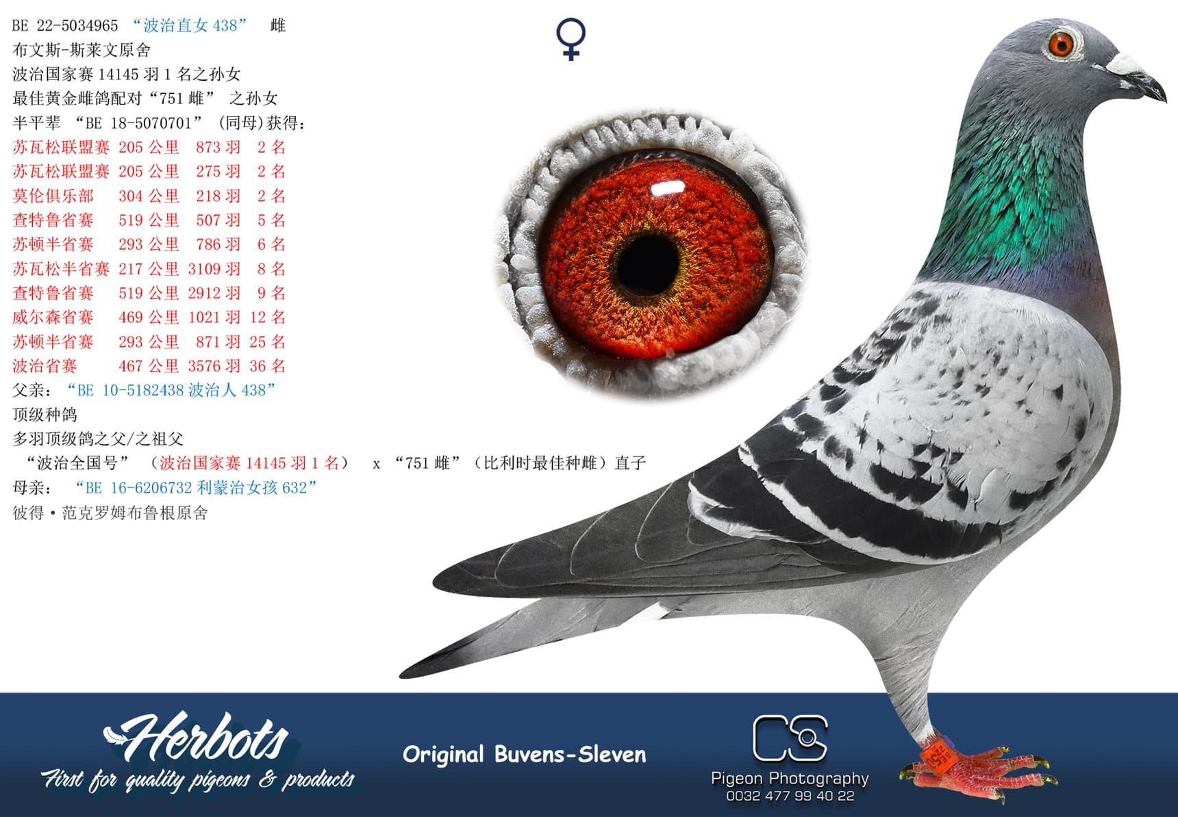 pigeon: “波治直女438”