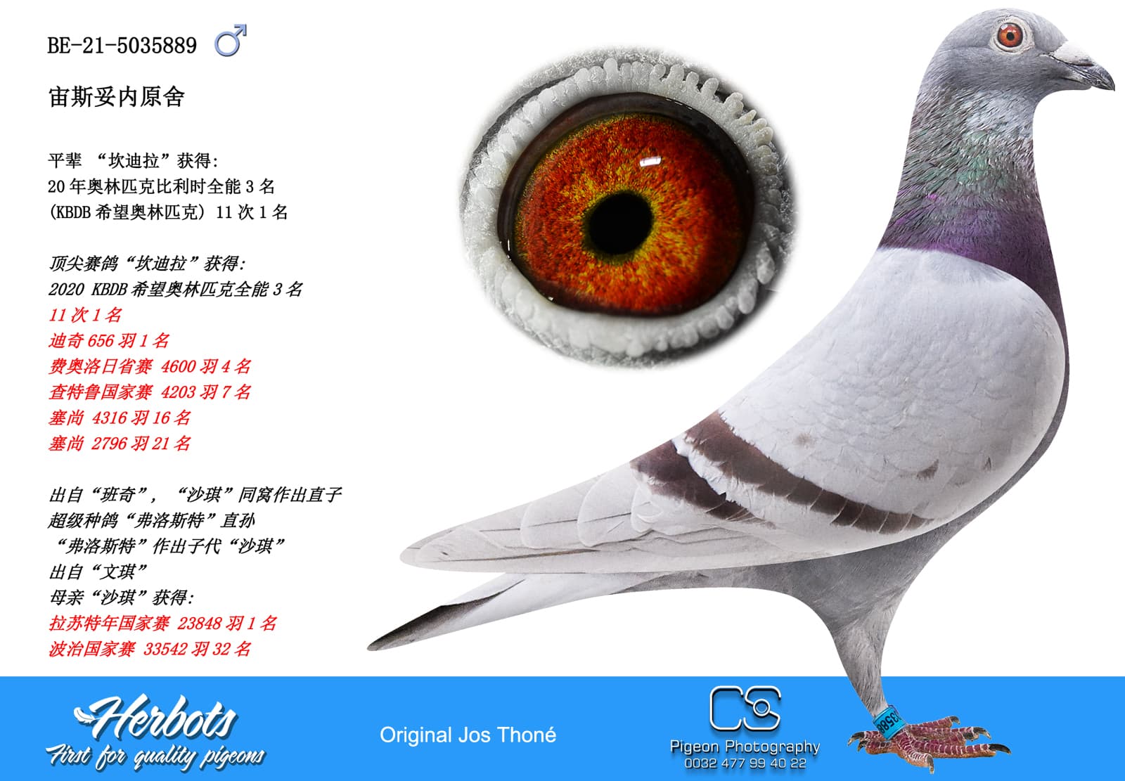 pigeon: undefined