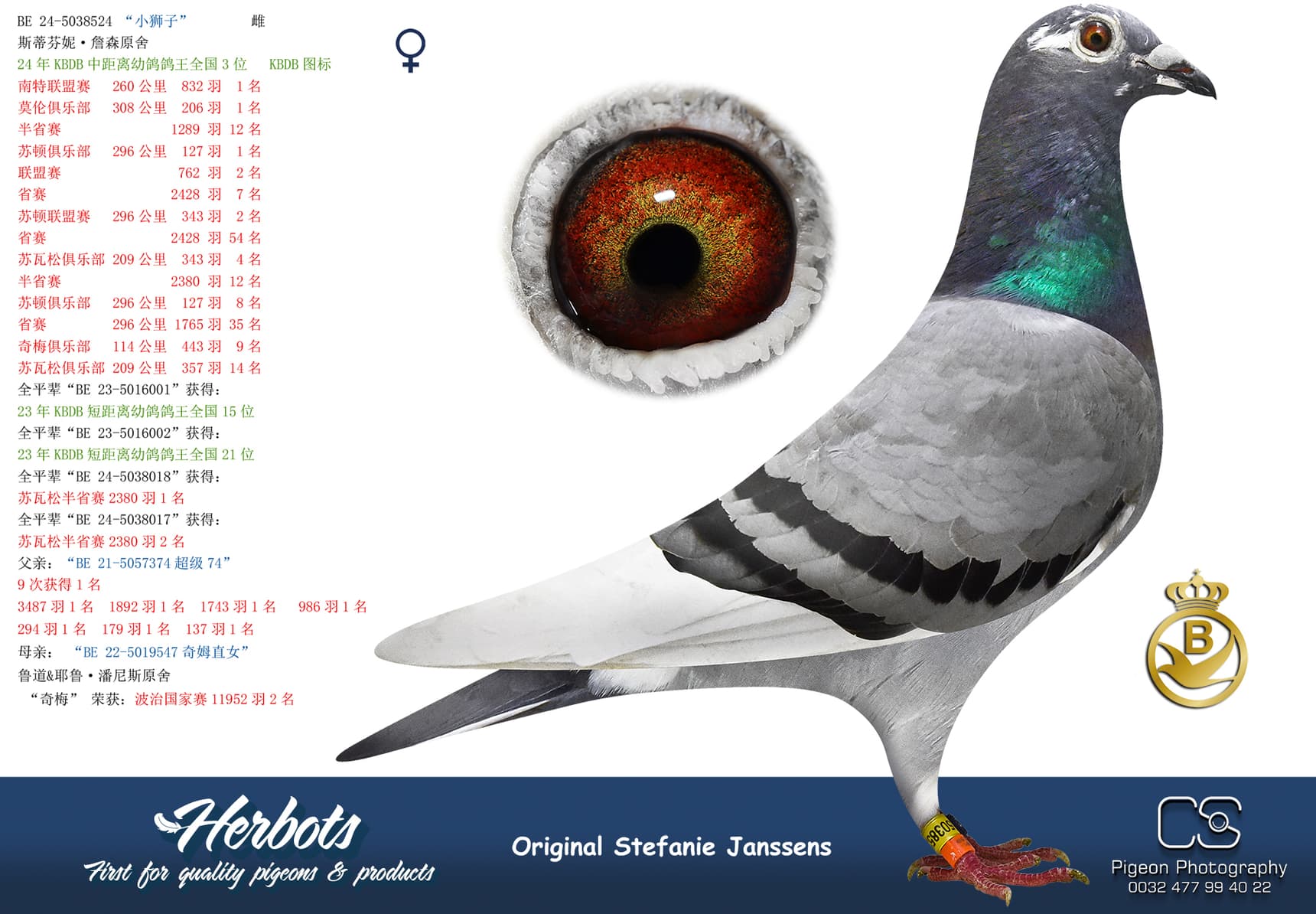 pigeon: “小狮子”