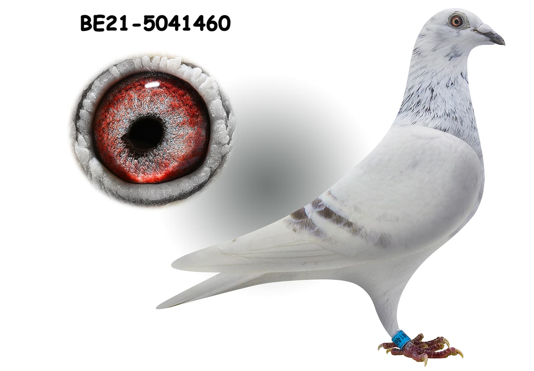 "White Diamant 460"