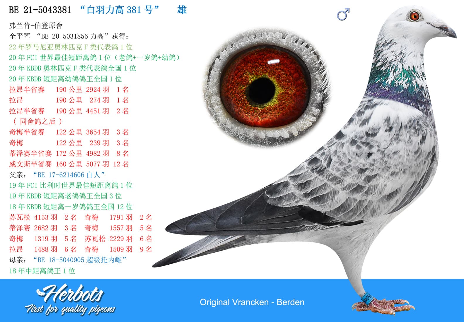 pigeon: “白羽力高381号”
