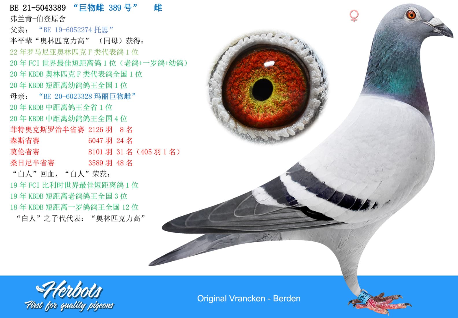pigeon: “巨物雌 389号”
