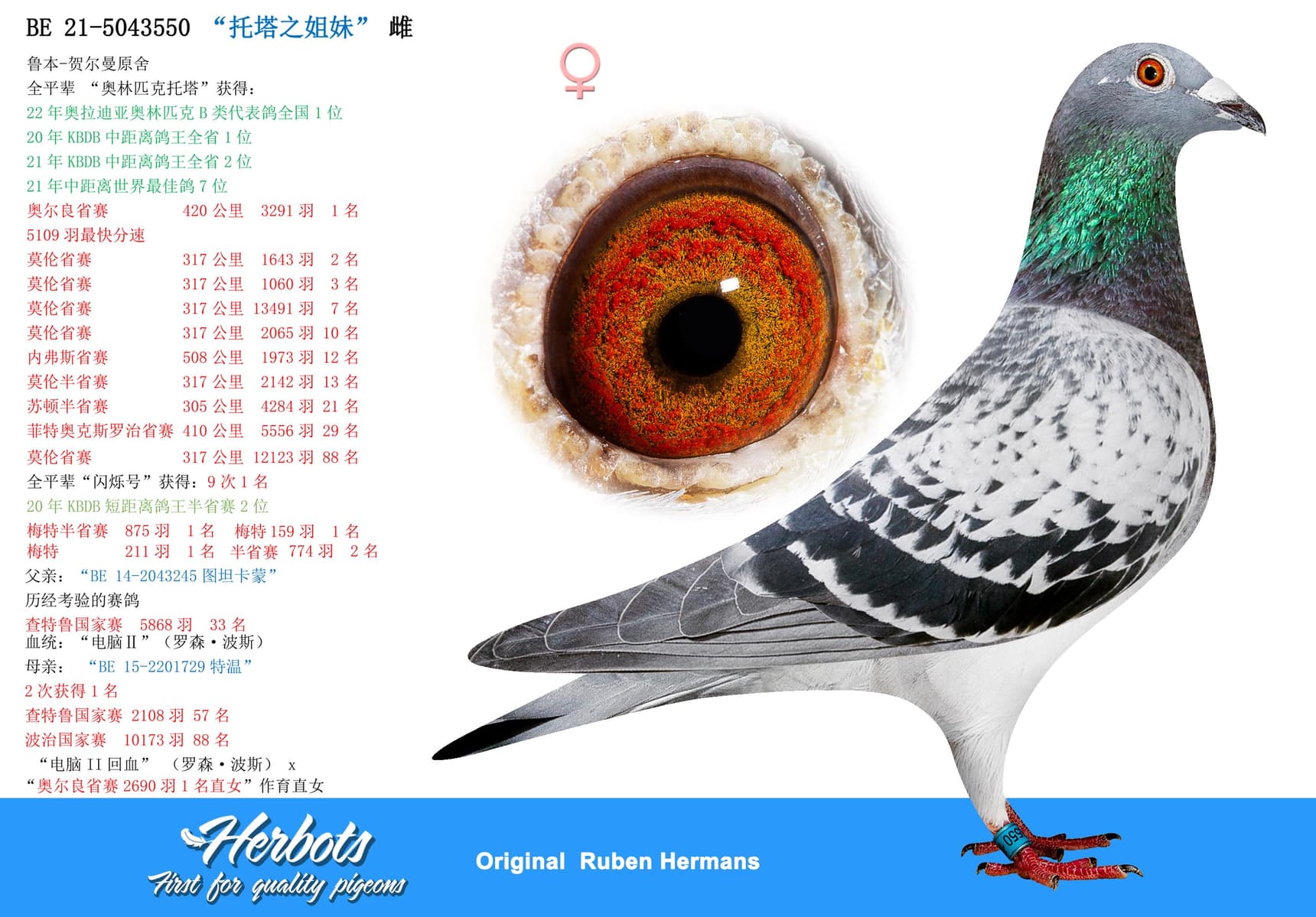 pigeon: undefined