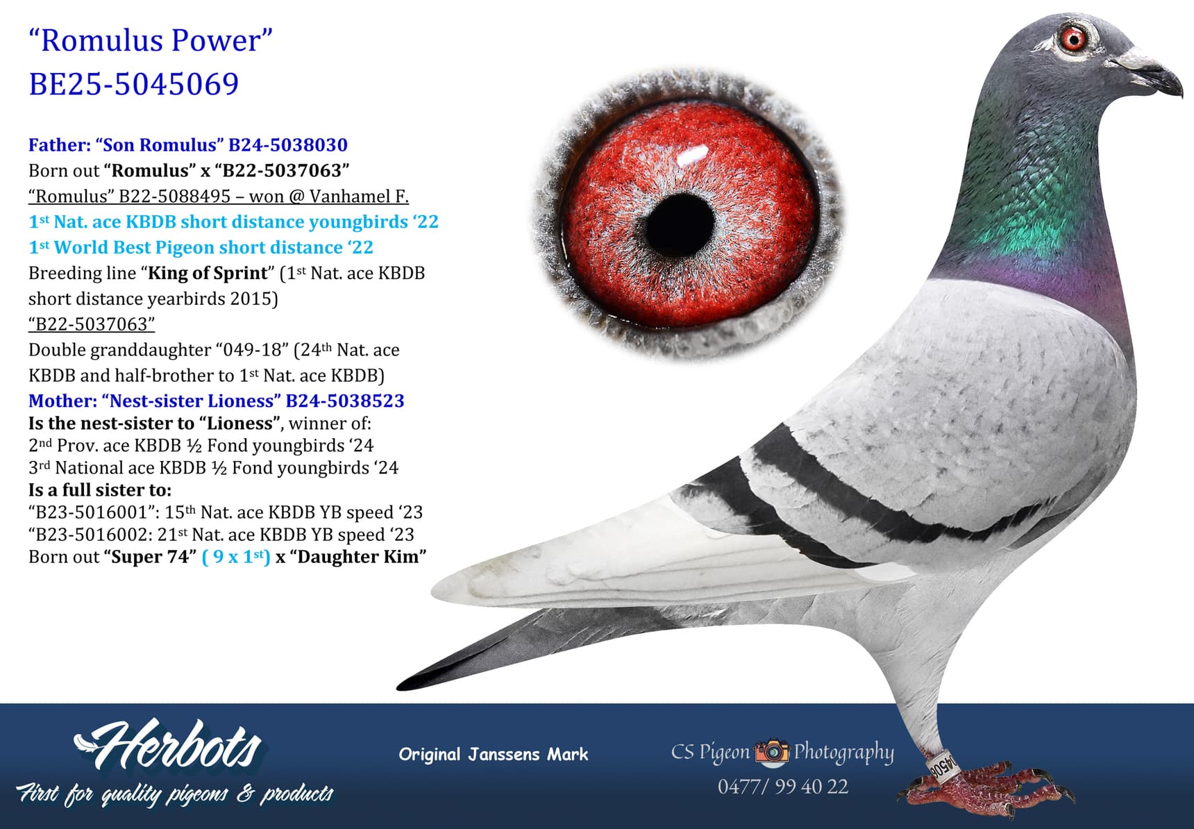pigeon: undefined
