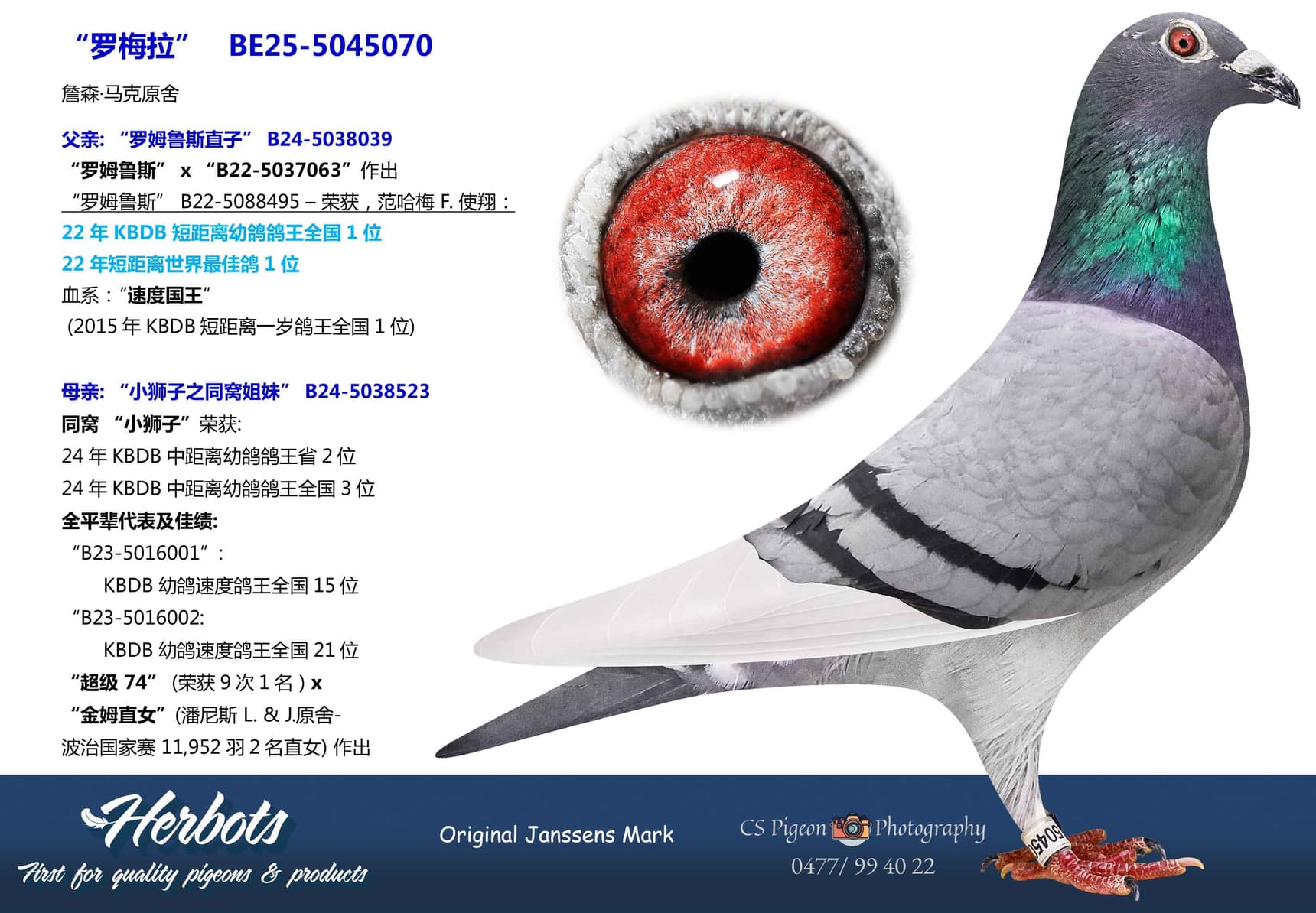 pigeon: “罗梅拉”