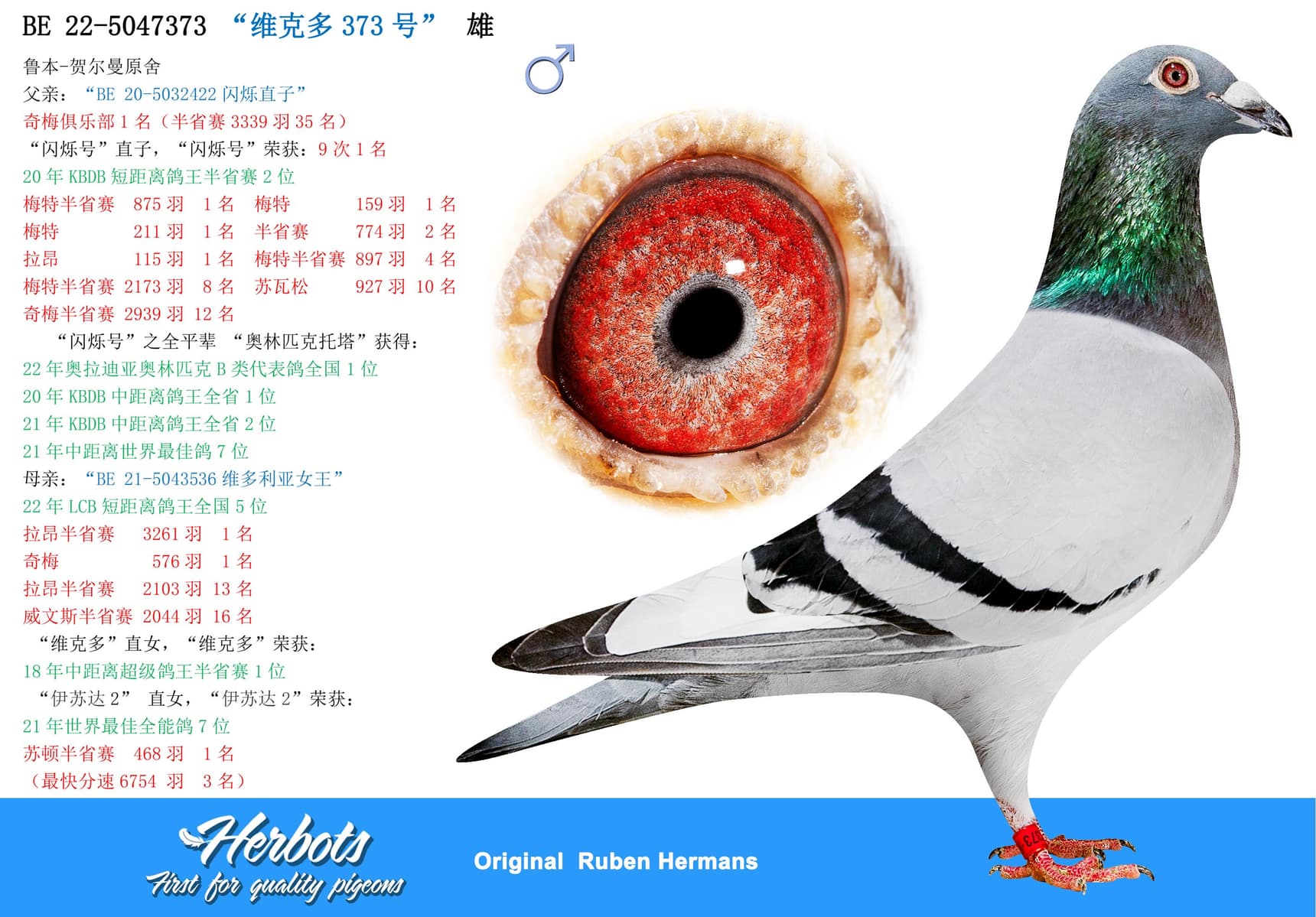pigeon: undefined