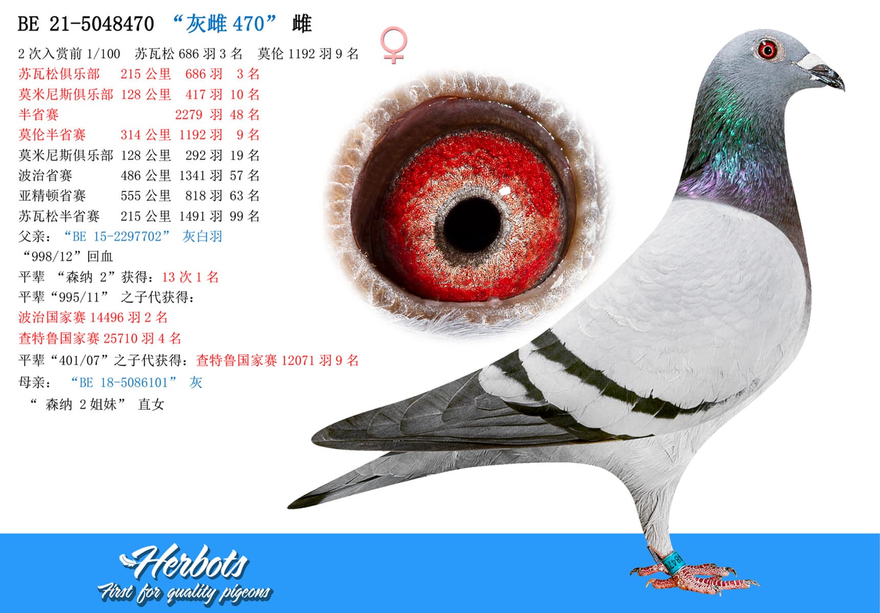 pigeon: undefined