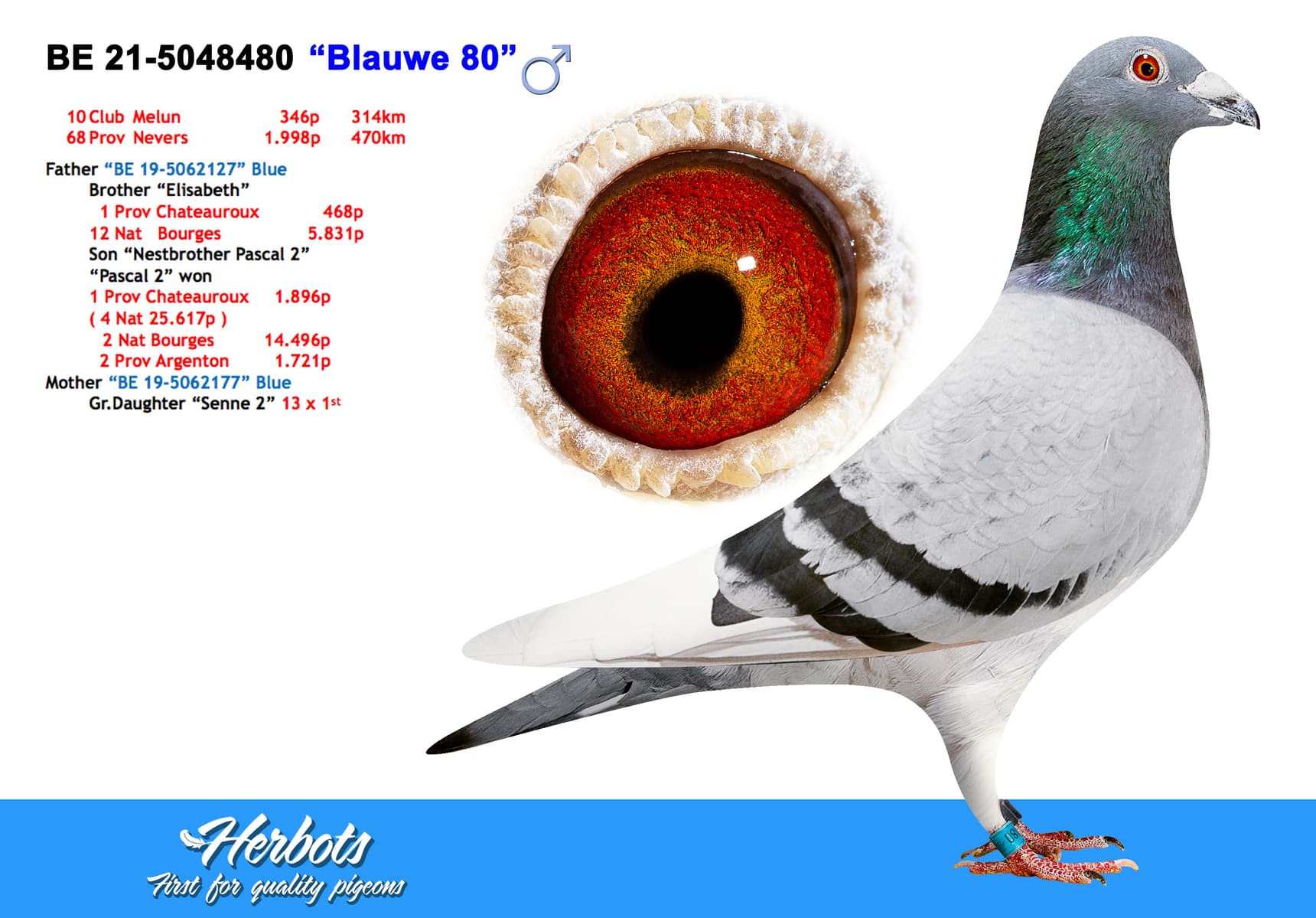pigeon: undefined