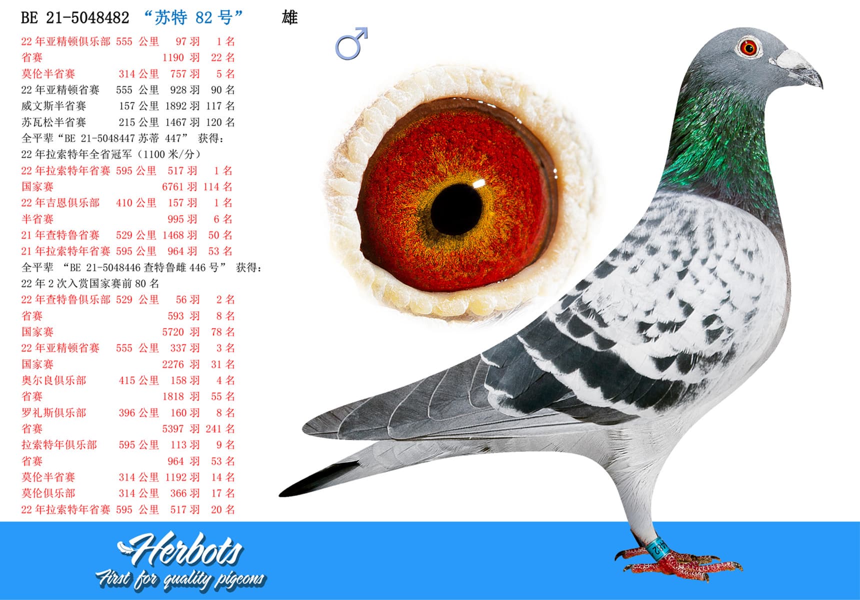 pigeon: “苏特 82号”