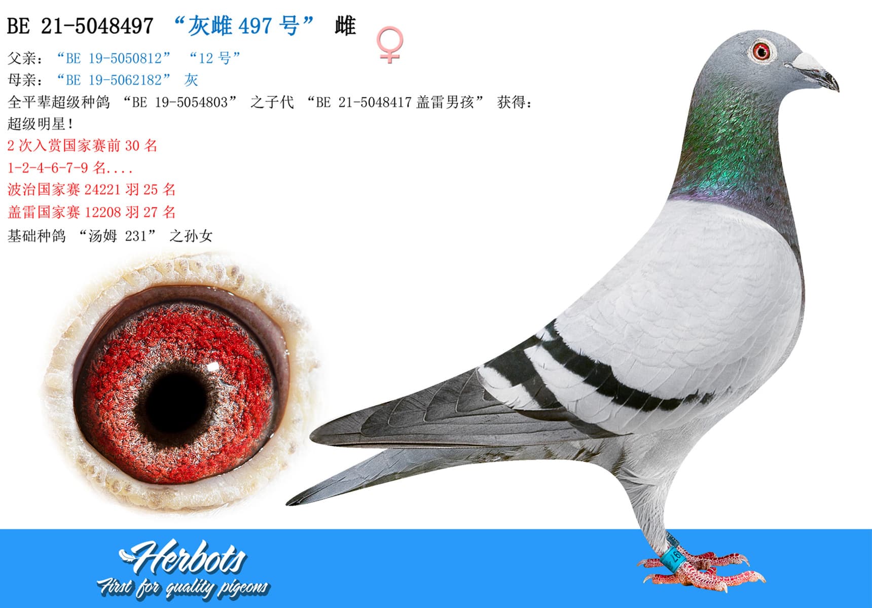 pigeon: undefined