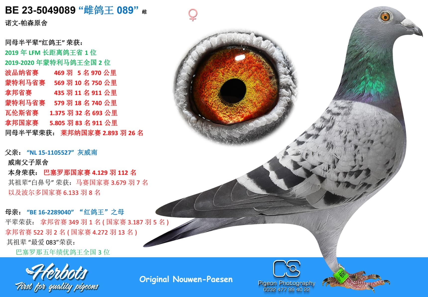 pigeon: “雌鸽王 089”