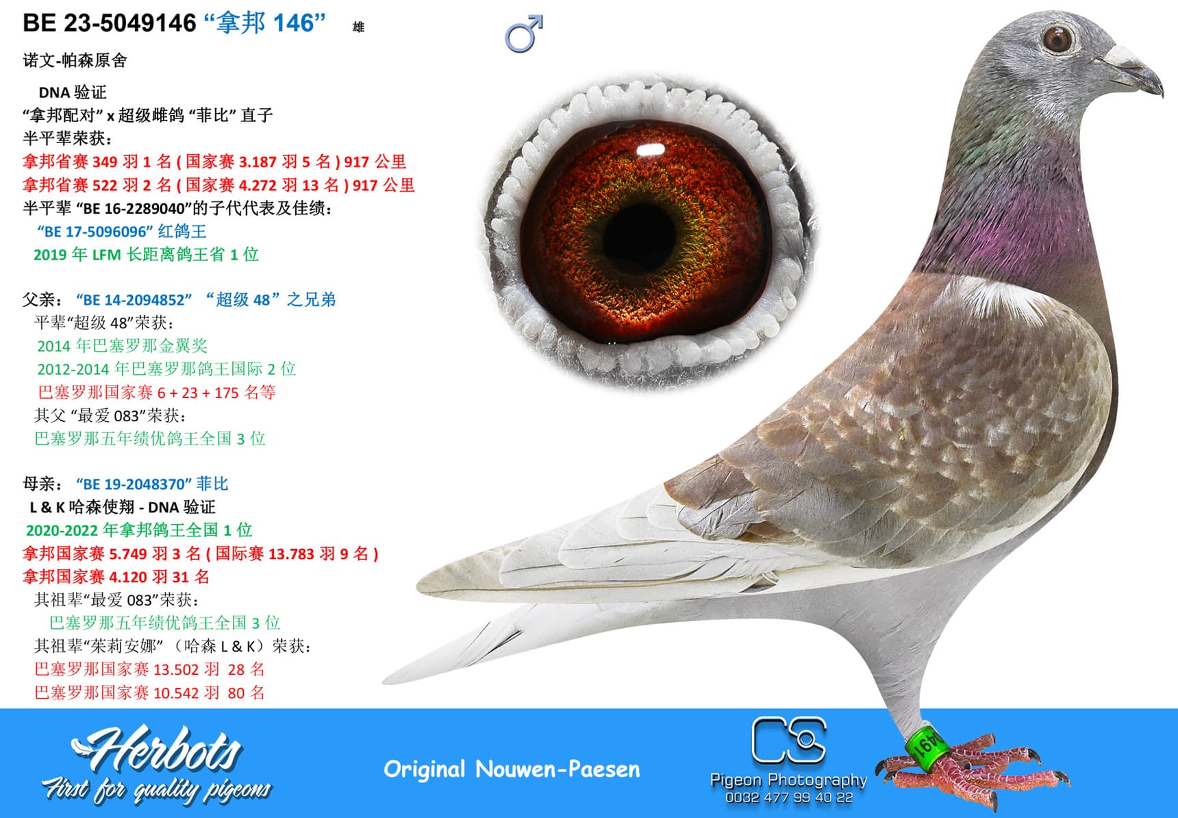 pigeon: undefined