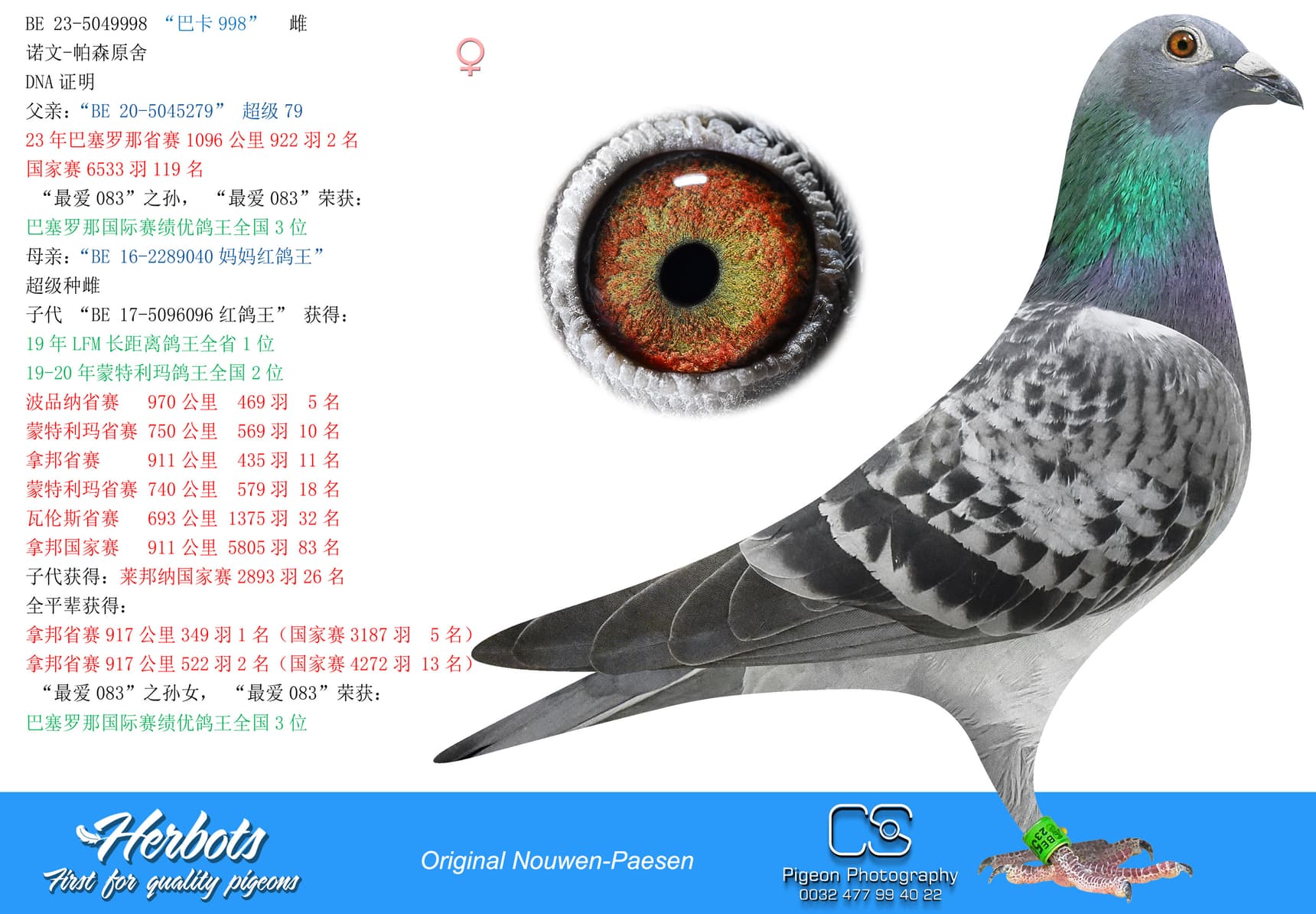 pigeon: “巴卡998”