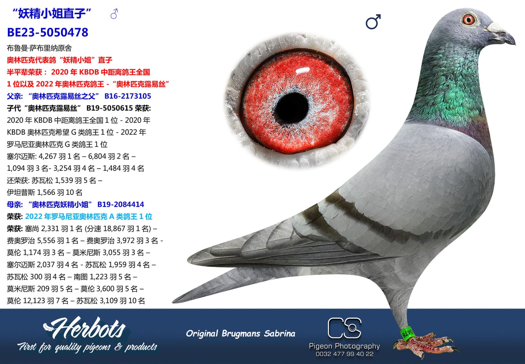 pigeon: undefined
