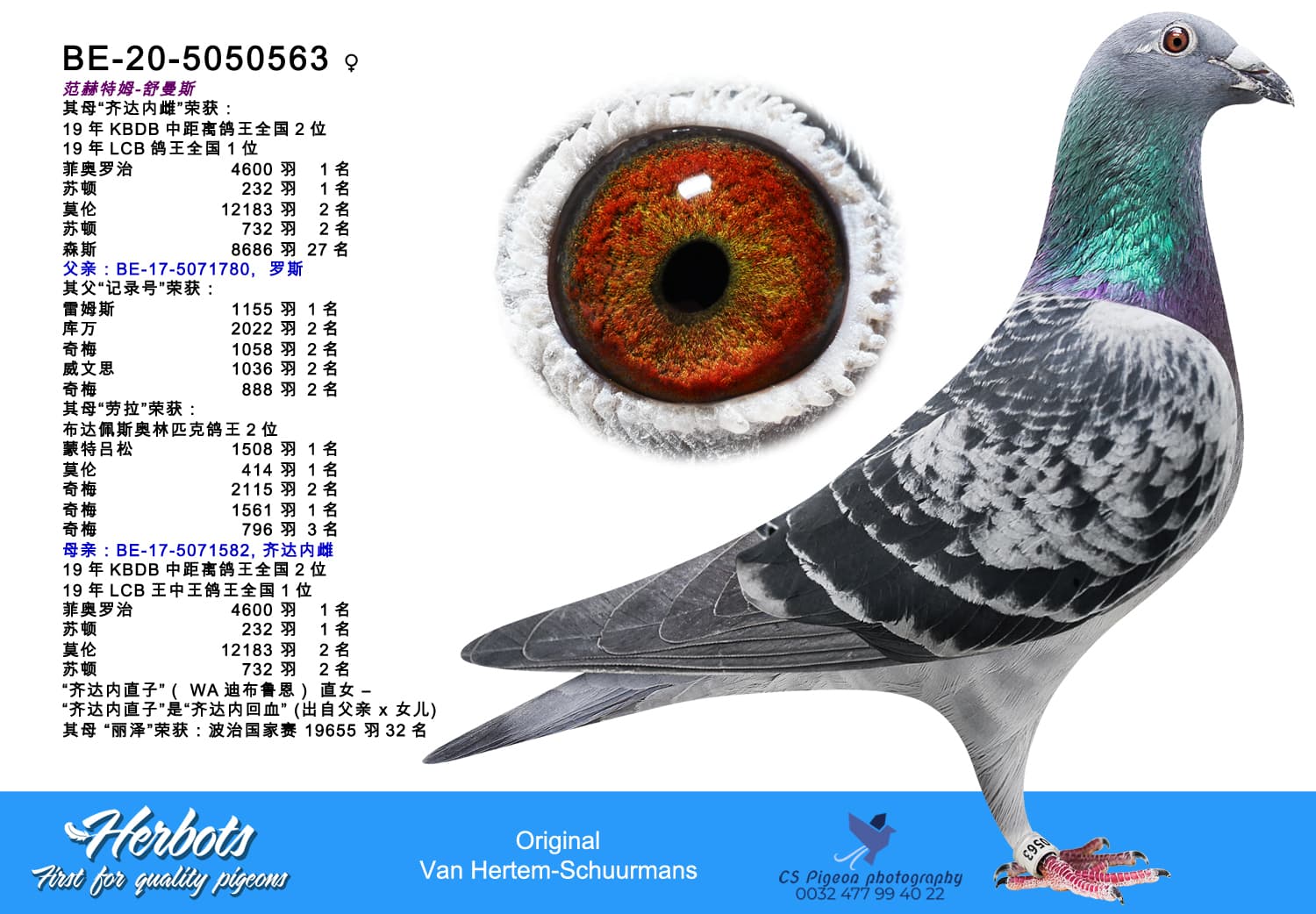 pigeon: undefined