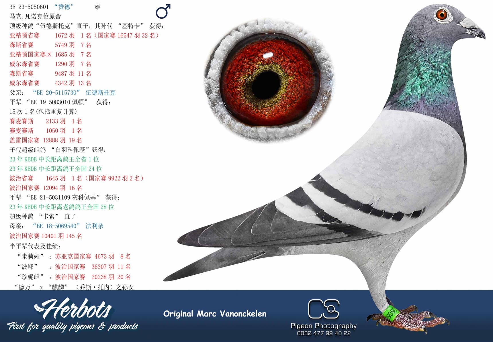 pigeon: undefined