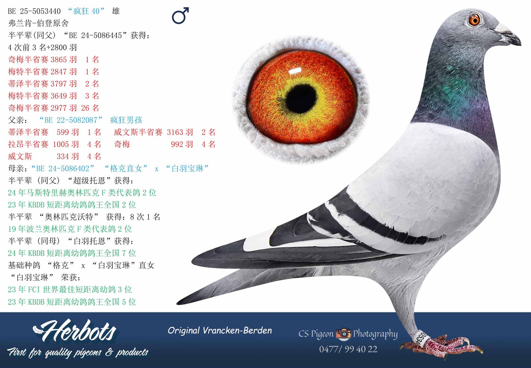 pigeon: undefined