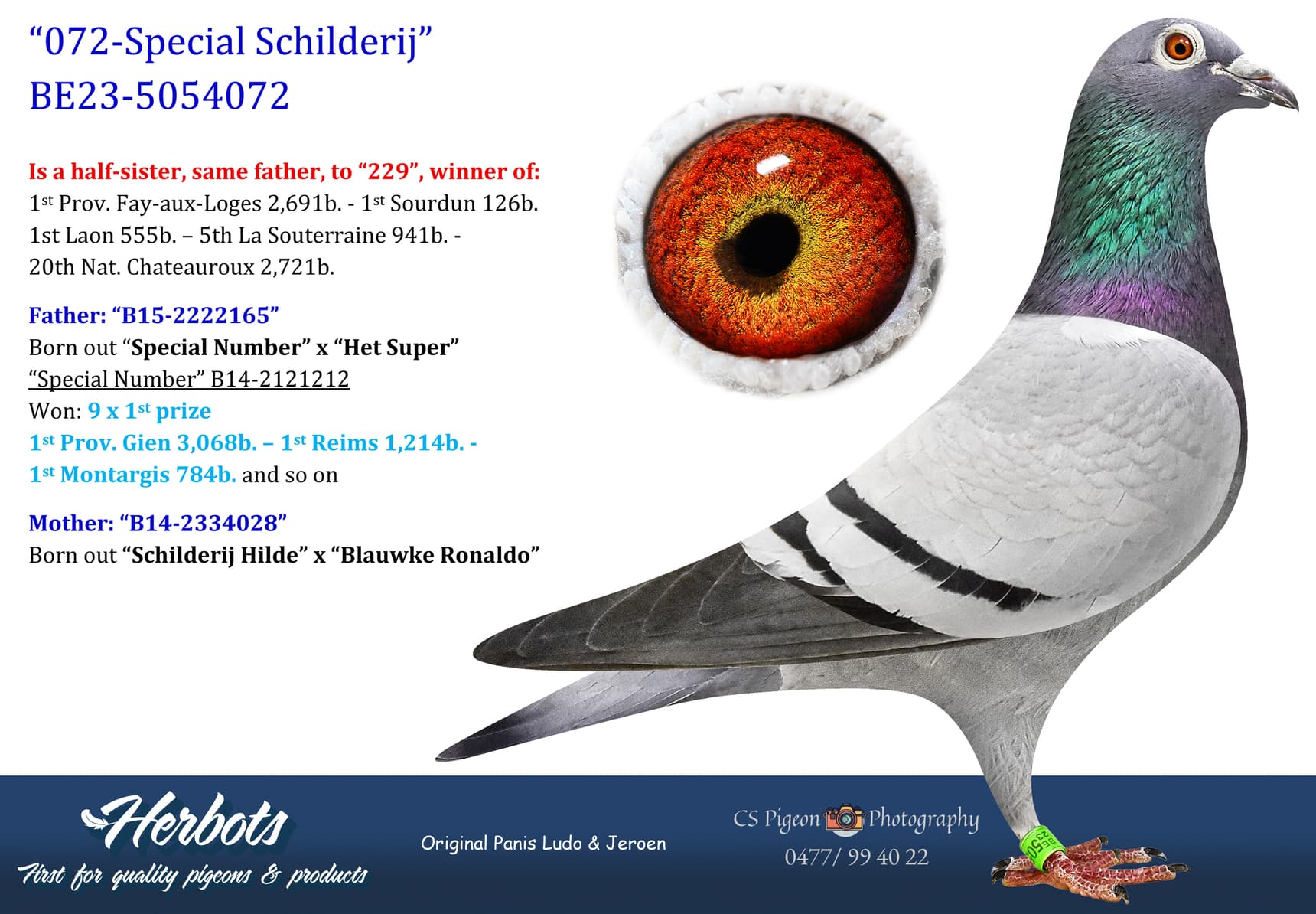 pigeon: undefined
