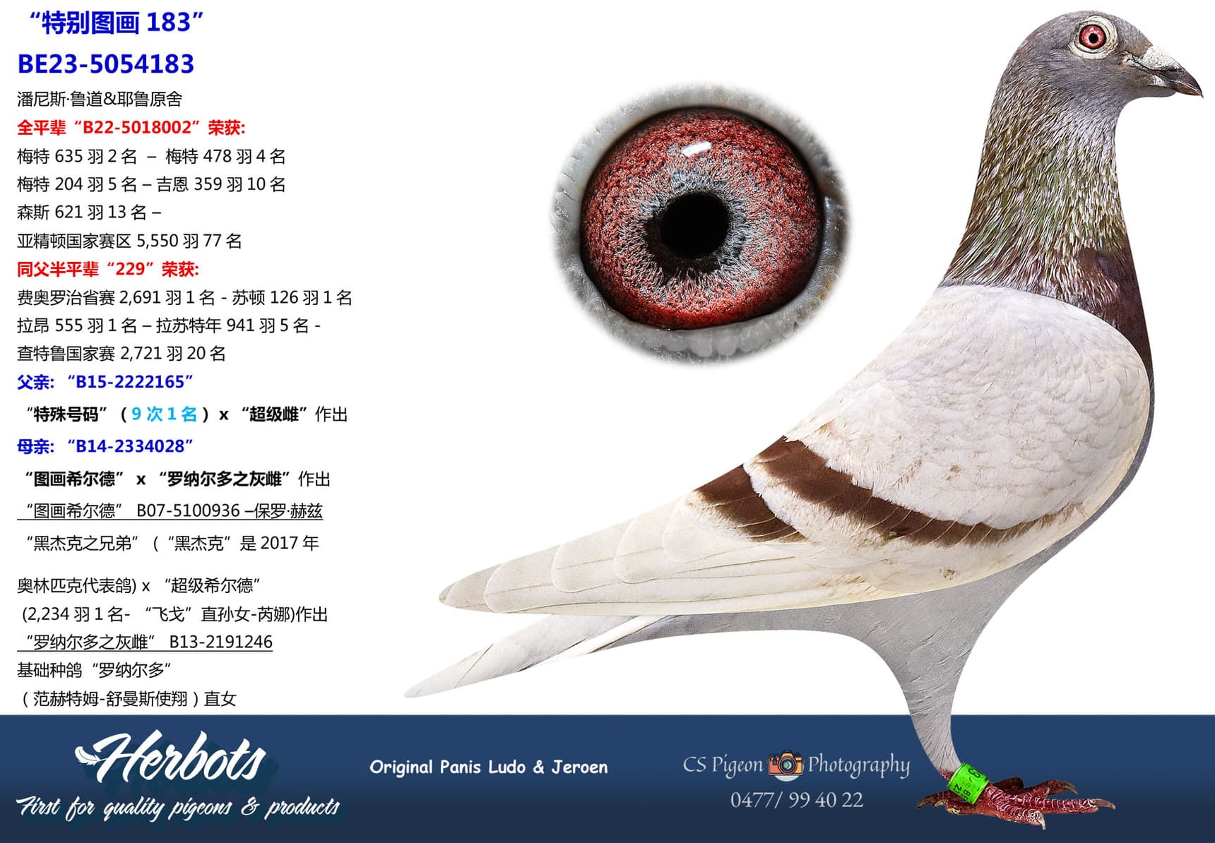 pigeon: undefined
