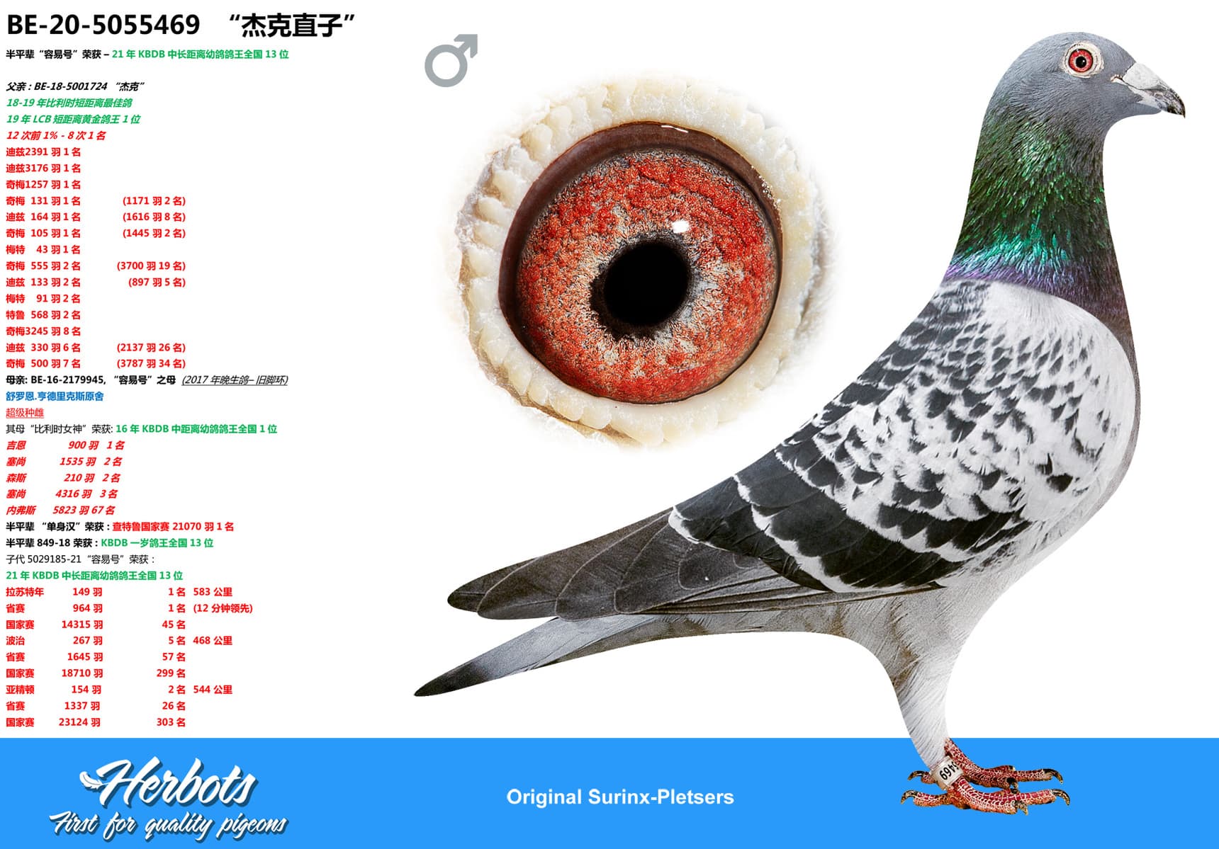 pigeon: undefined