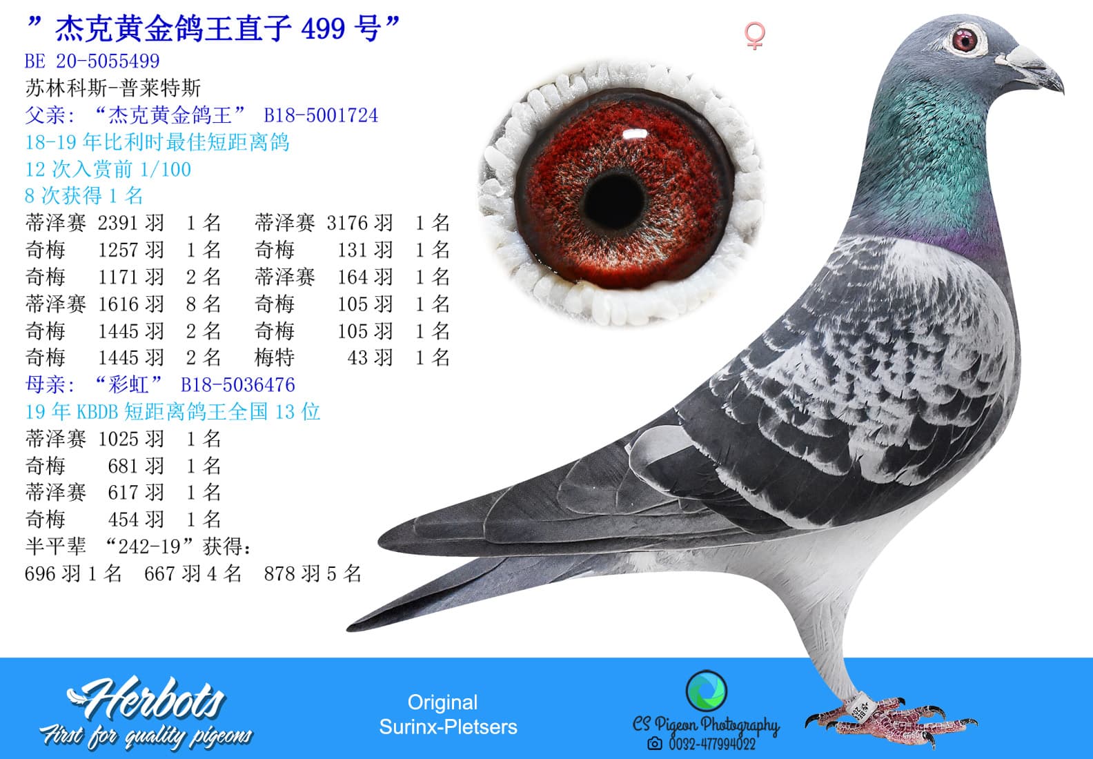pigeon: undefined