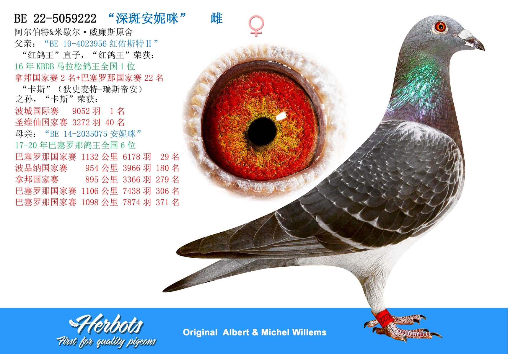 pigeon: “深斑安妮咪”