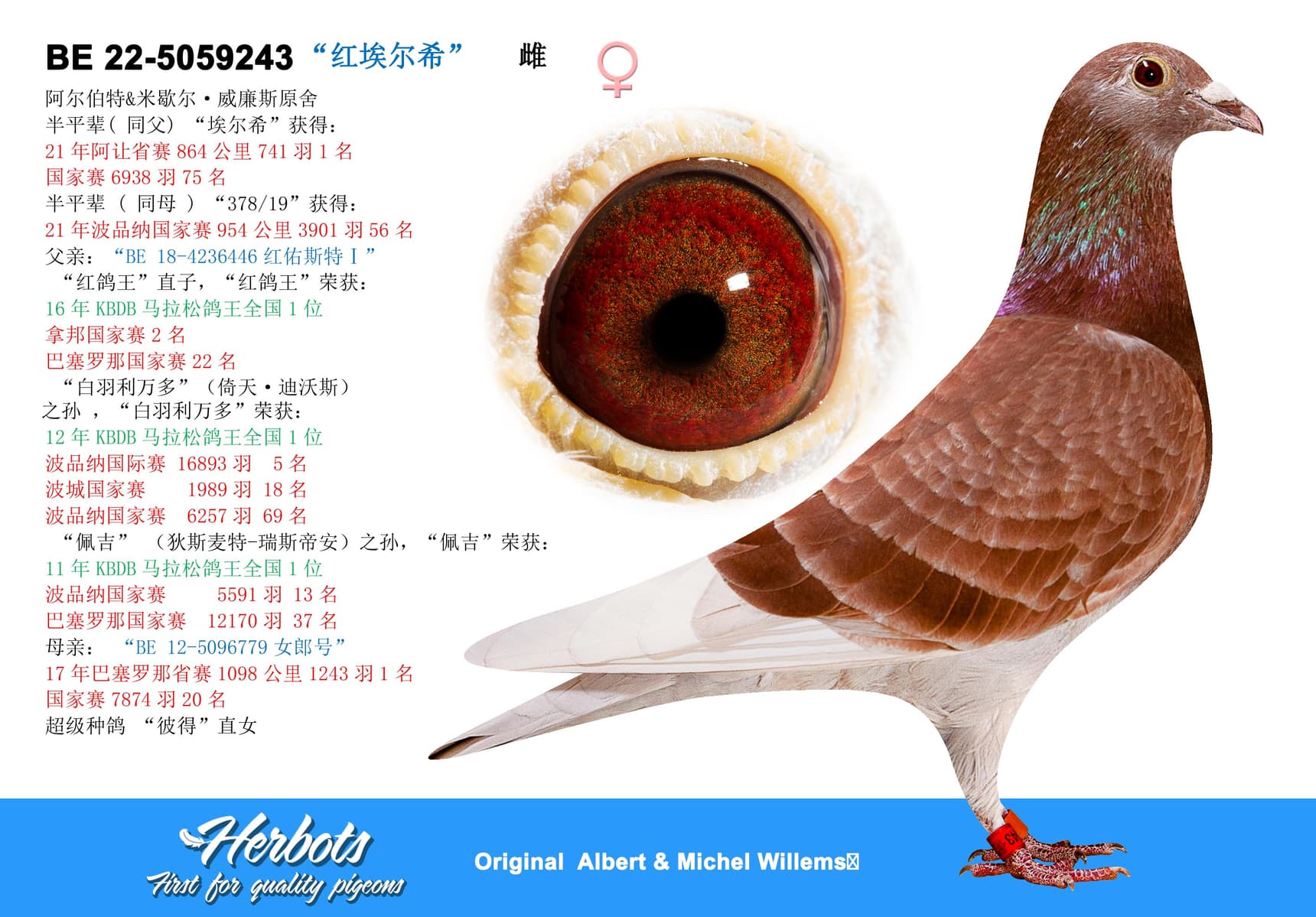 pigeon: “红埃尔希”