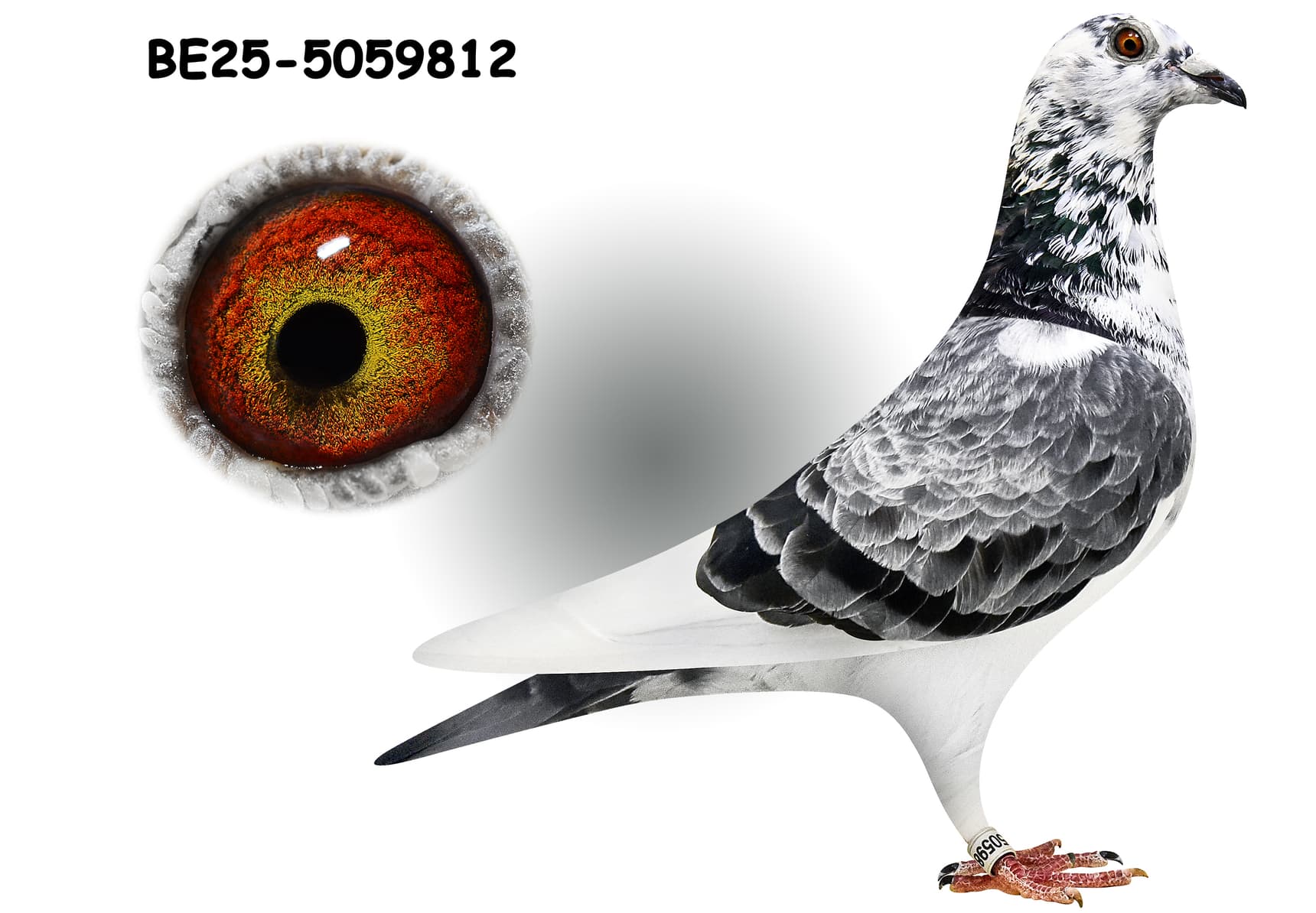 "Kittel Diamant 812"