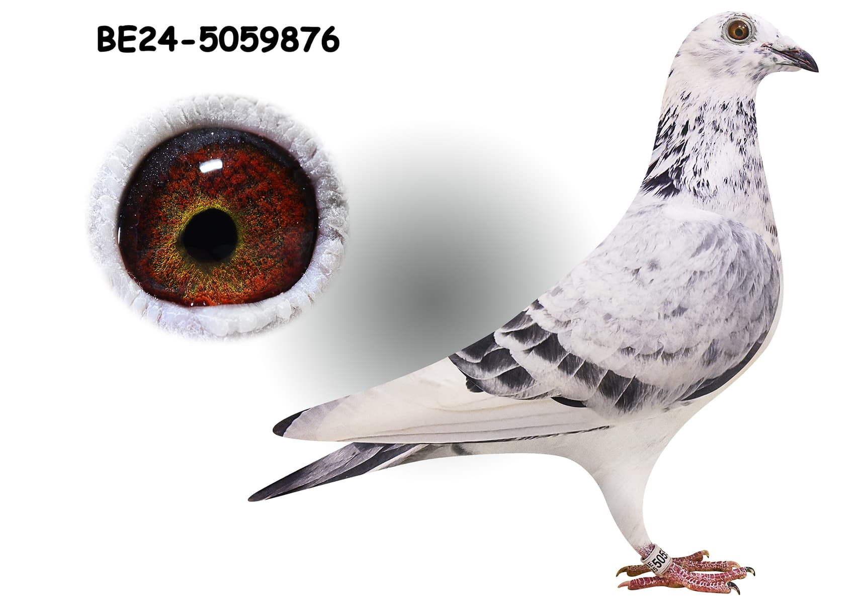 "Kittel Diamant 876"