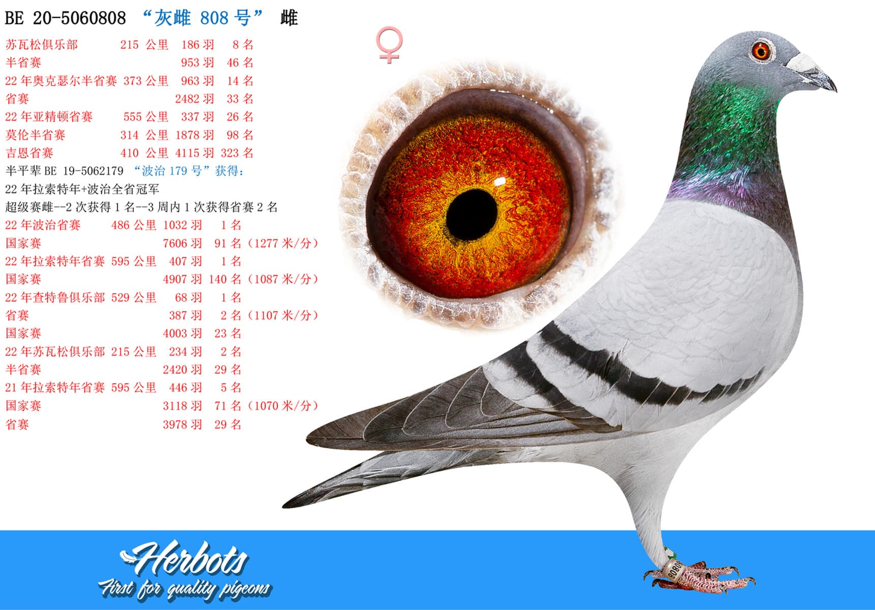 pigeon: undefined