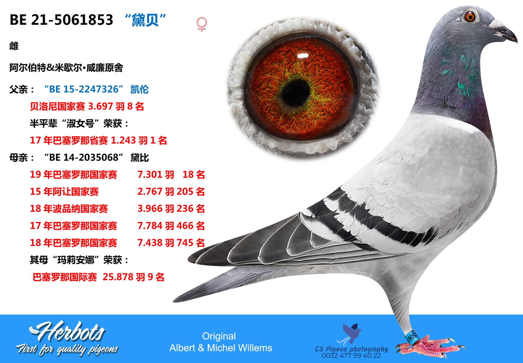 pigeon: “黛贝”