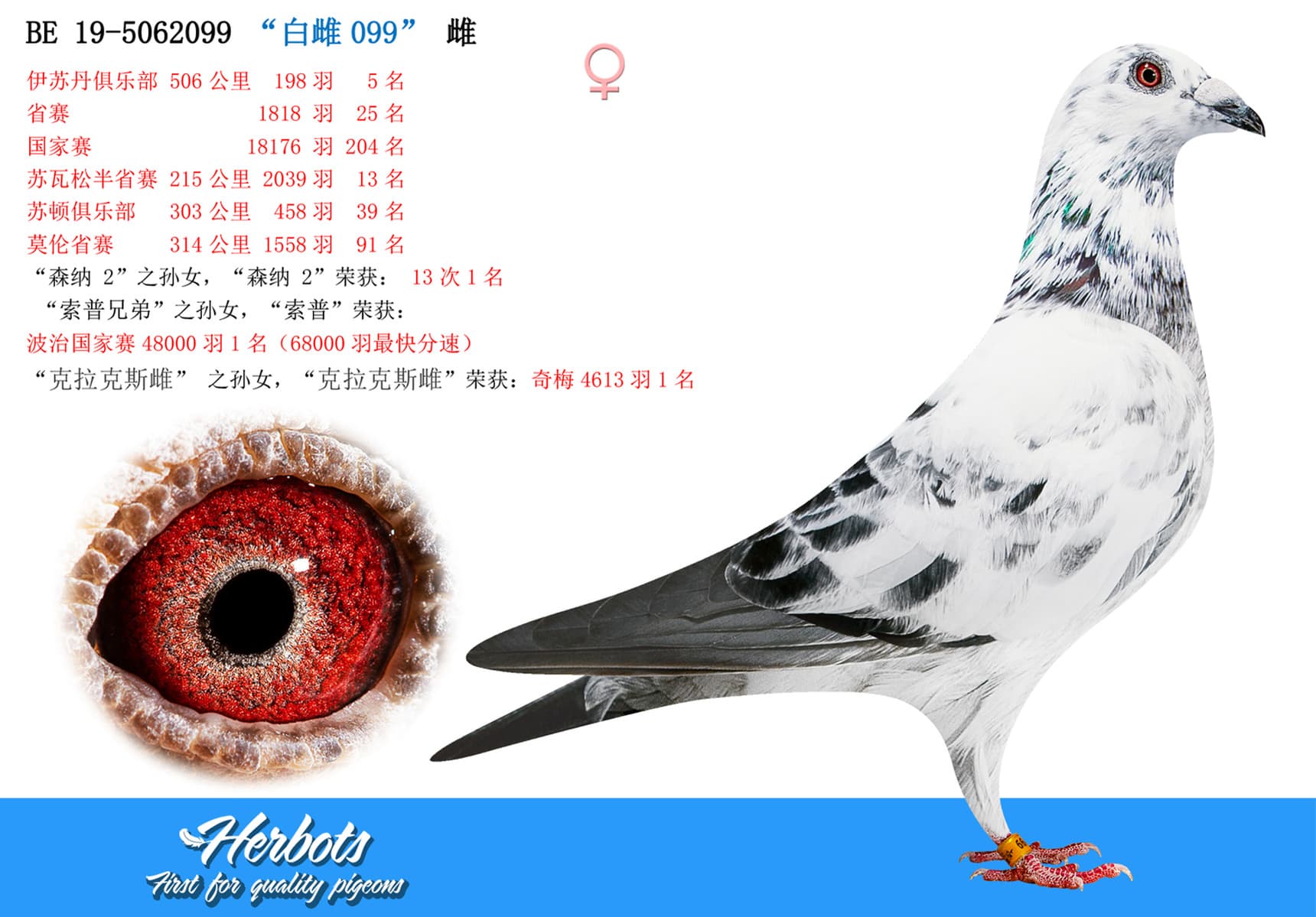 pigeon: undefined