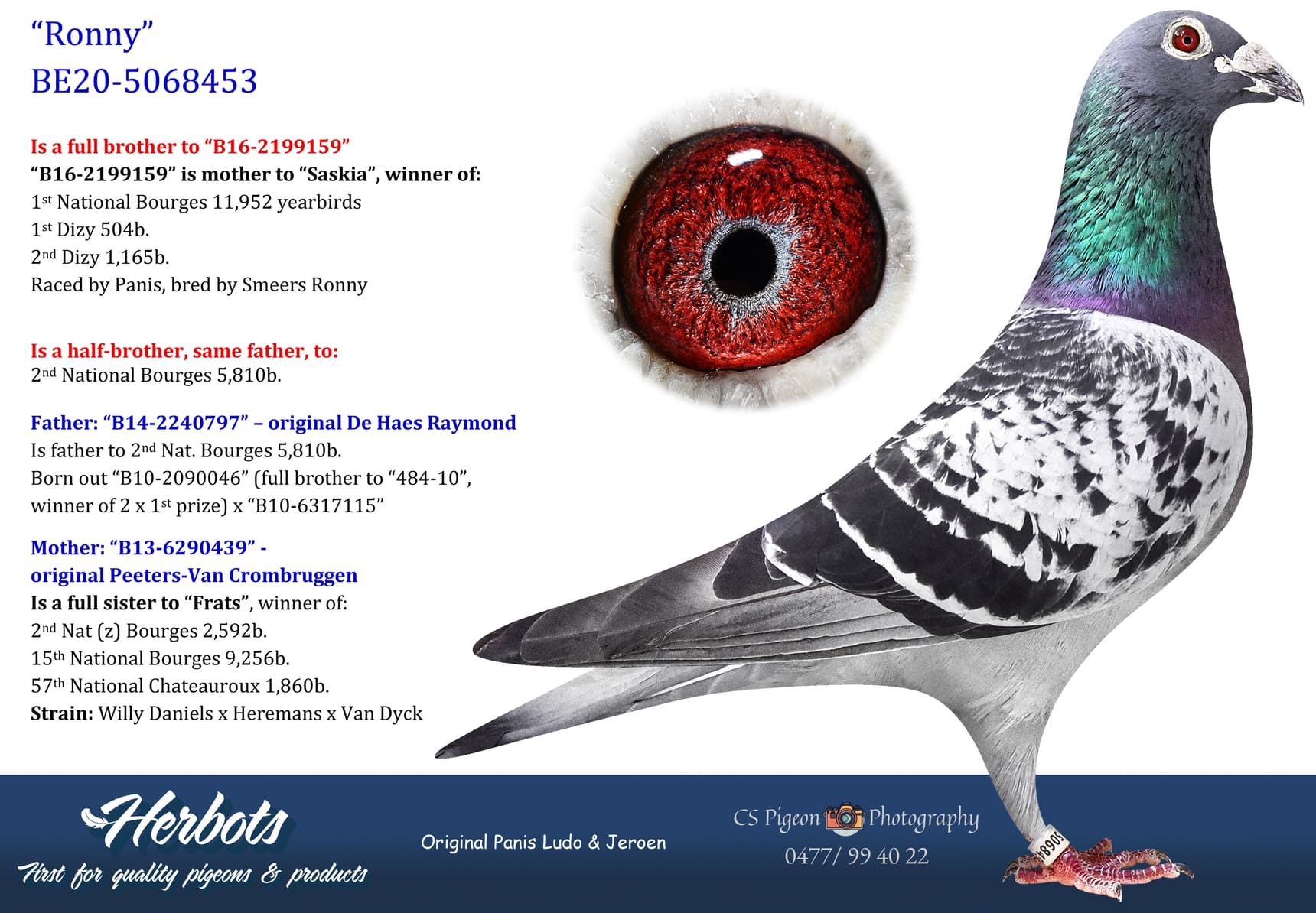 pigeon: undefined