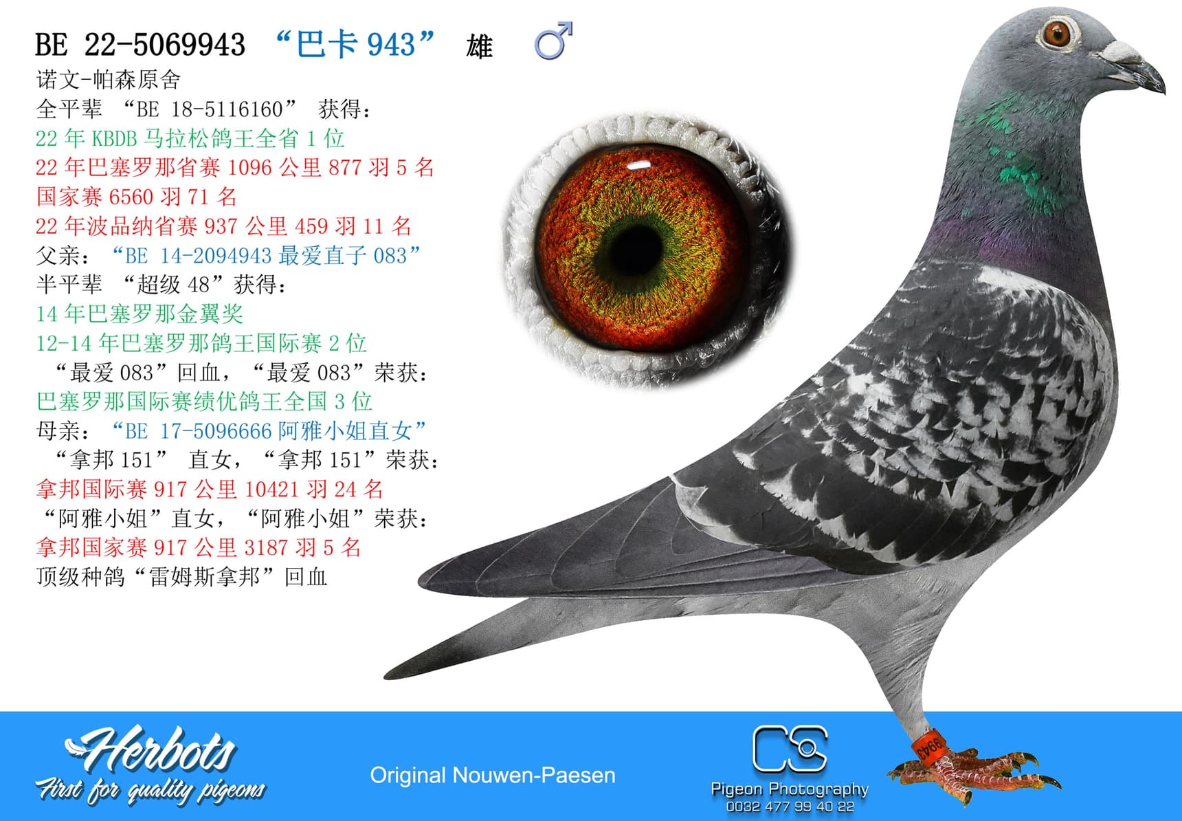 pigeon: “巴卡943”