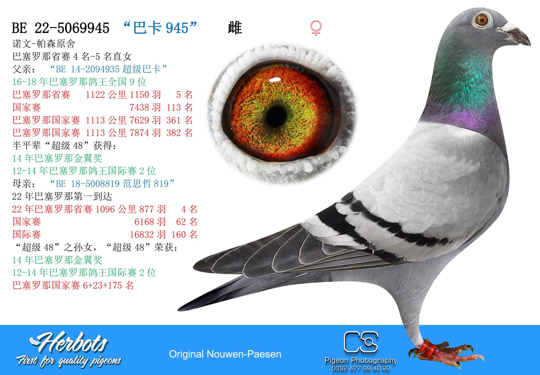 pigeon: “巴卡945”