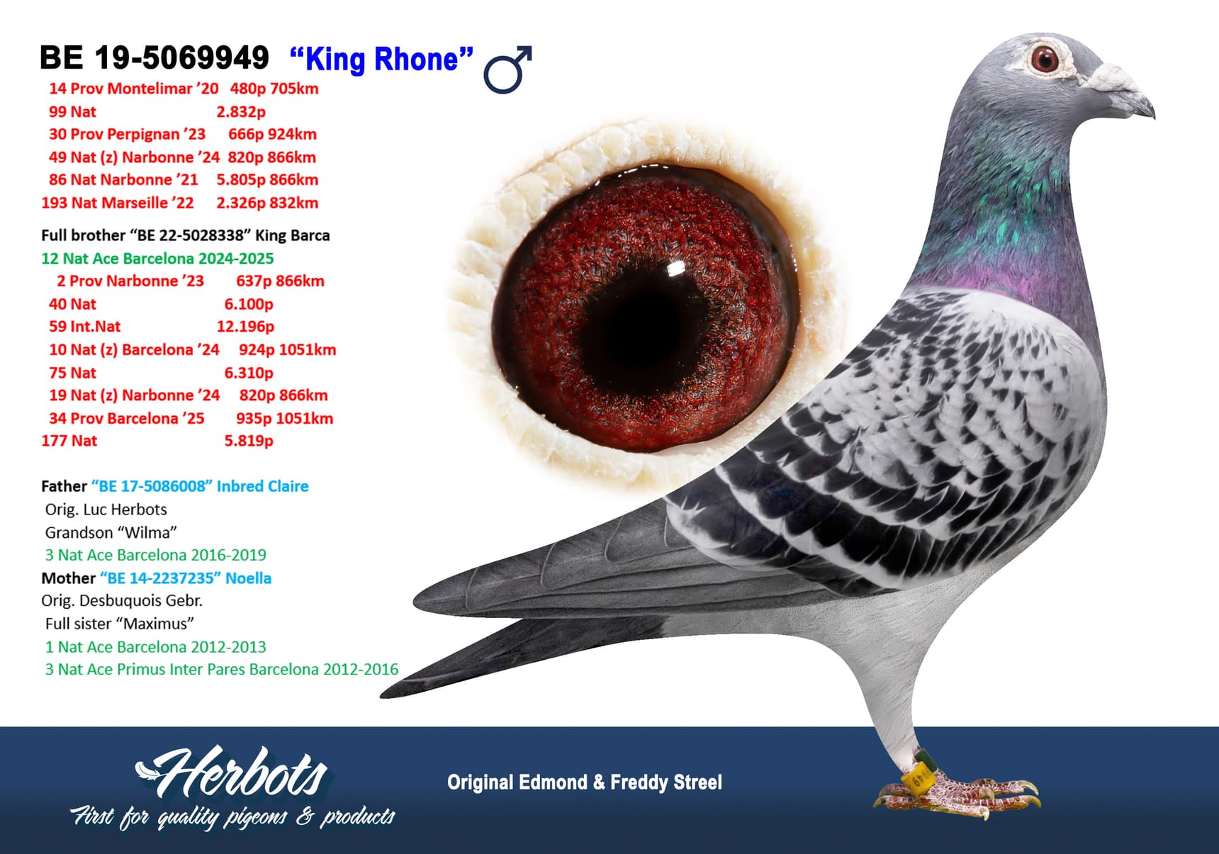pigeon: undefined