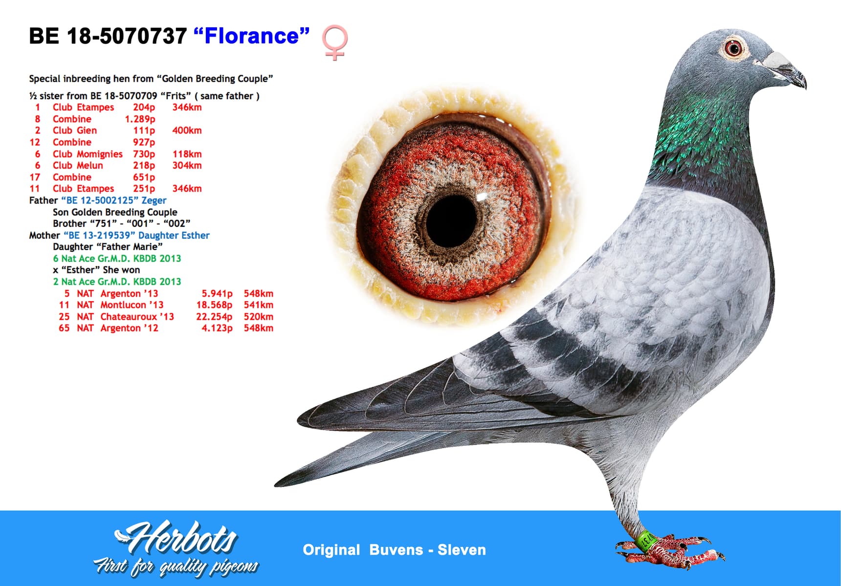 pigeon: “Florance”