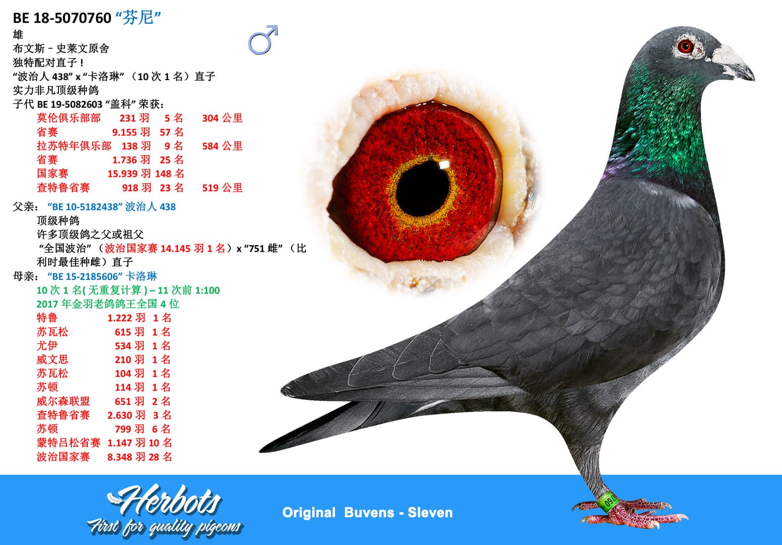 pigeon: undefined
