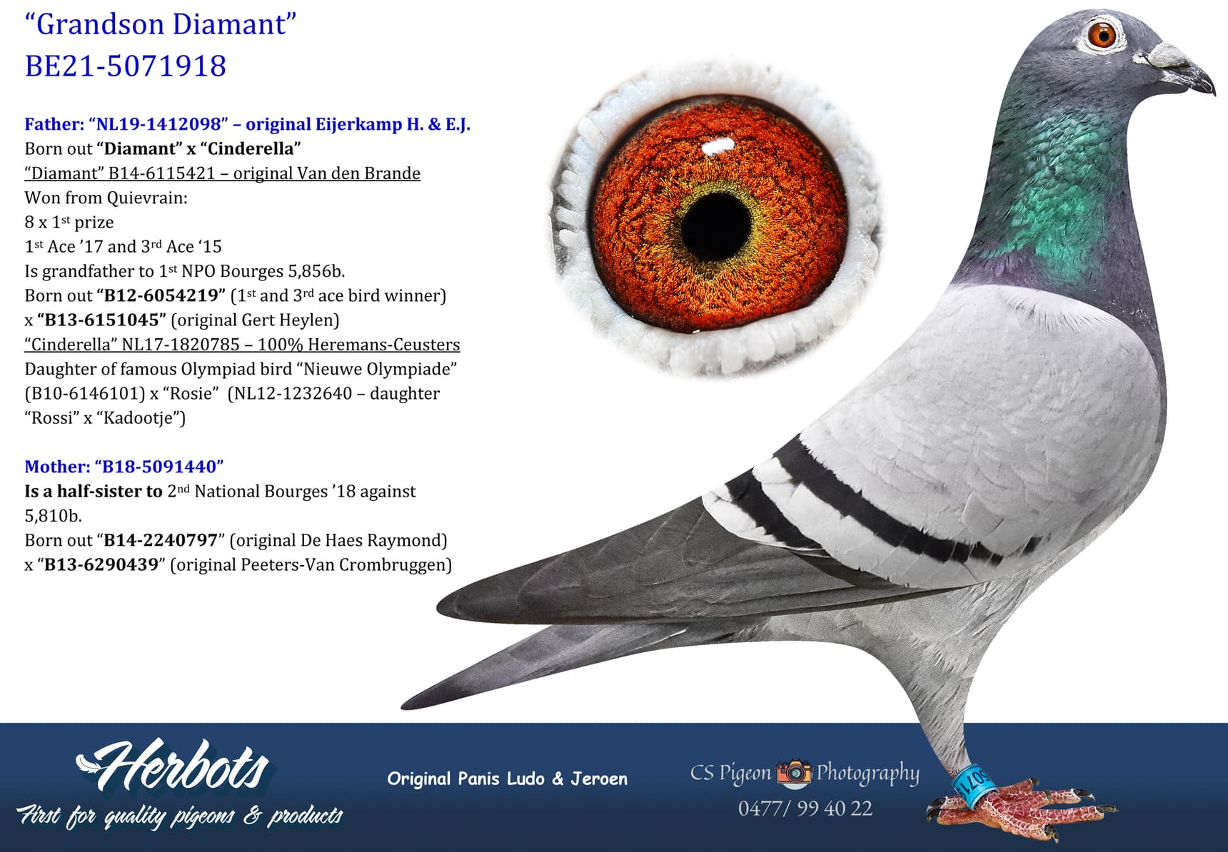 pigeon: undefined