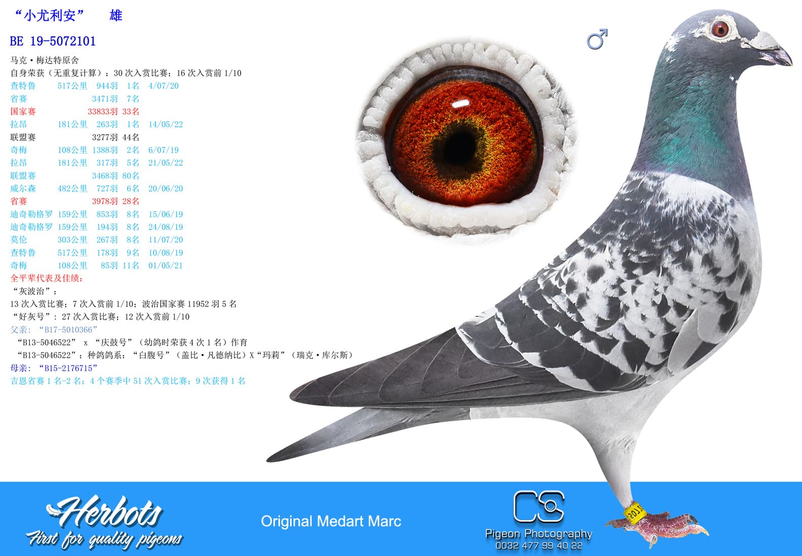 pigeon: “小尤利安”