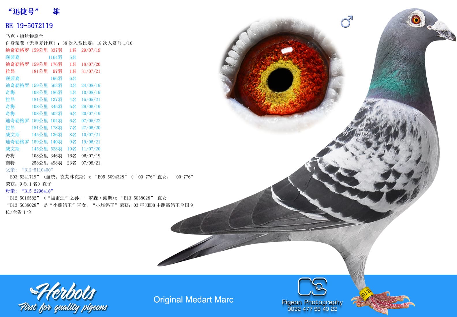 pigeon: “迅捷号”