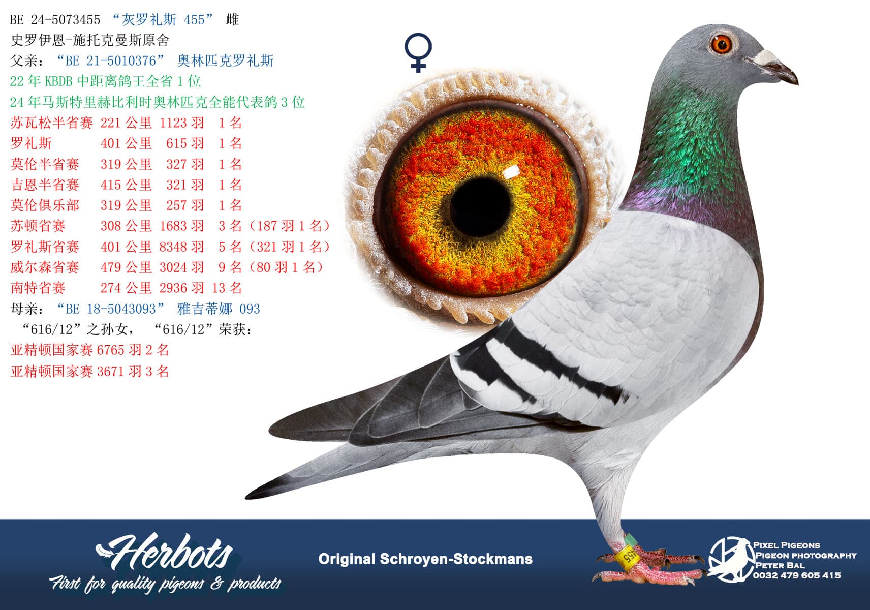 pigeon: “灰罗礼斯 455”