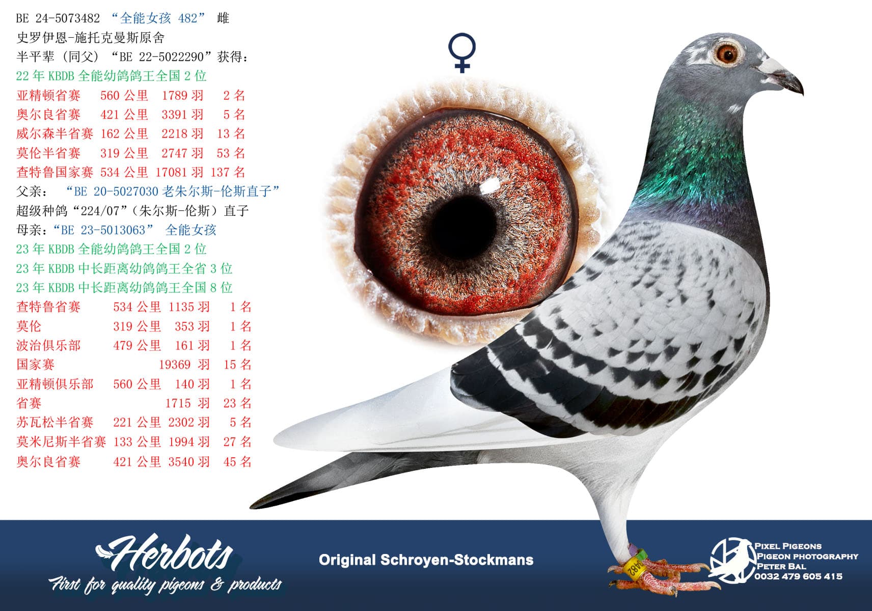 pigeon: “全能女孩 482”